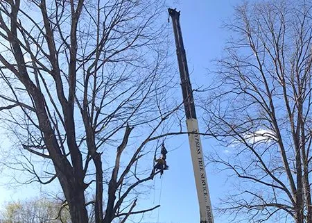 Worker on a crane trimming a tall tree against a blue sky.