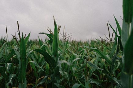 Tall green corn plants in a field under a cloudy sky