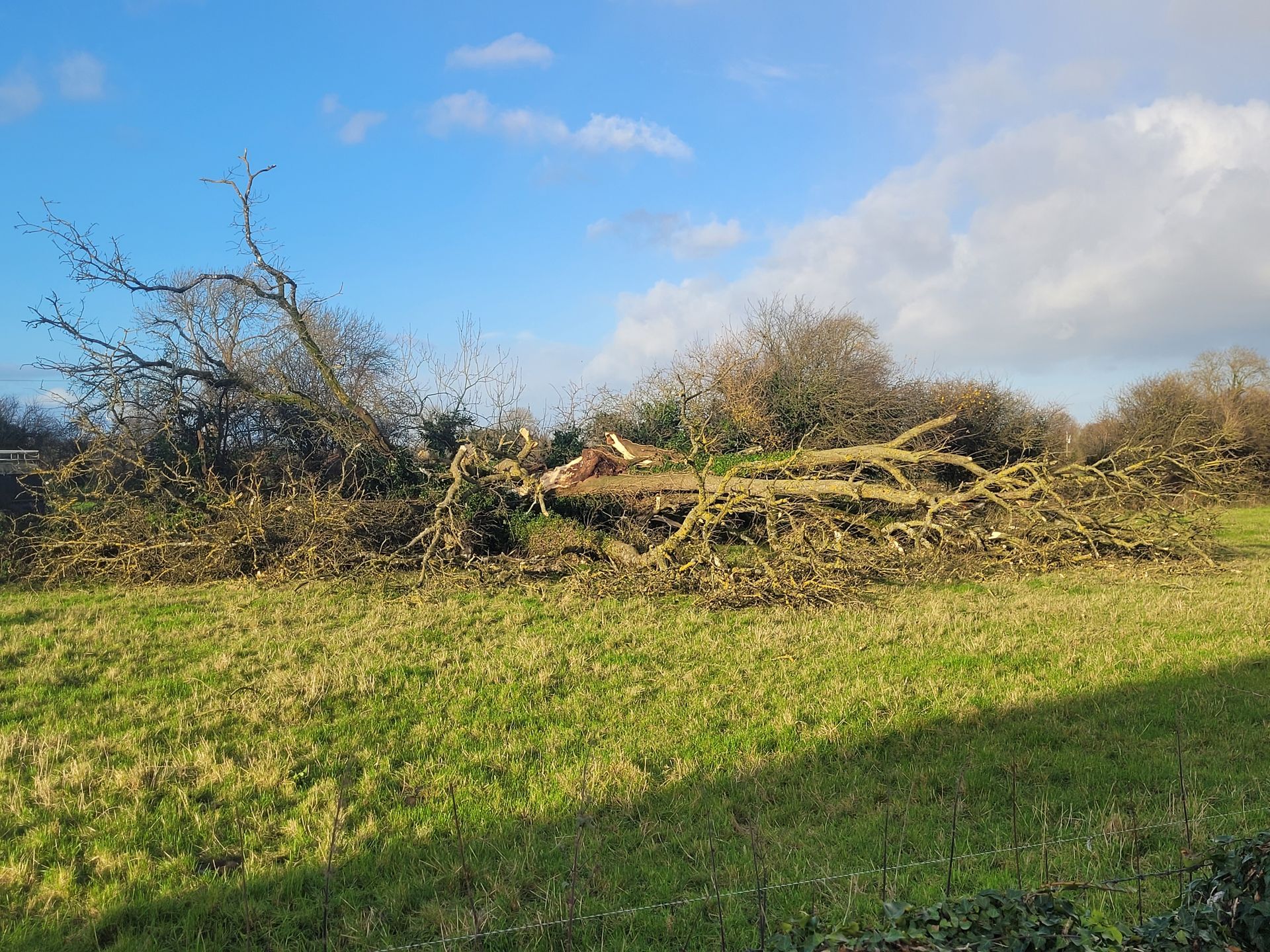 Storm Emergency Tree Services