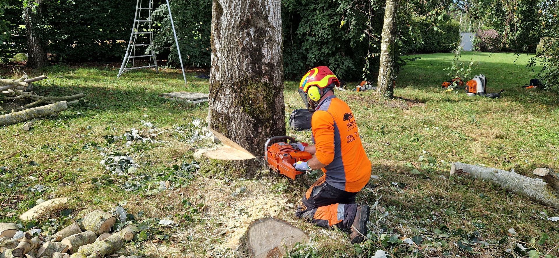 Tree Felling Limerick