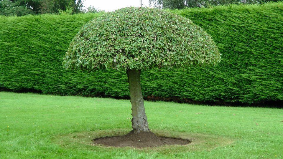 Garden tree maintenance Limerick