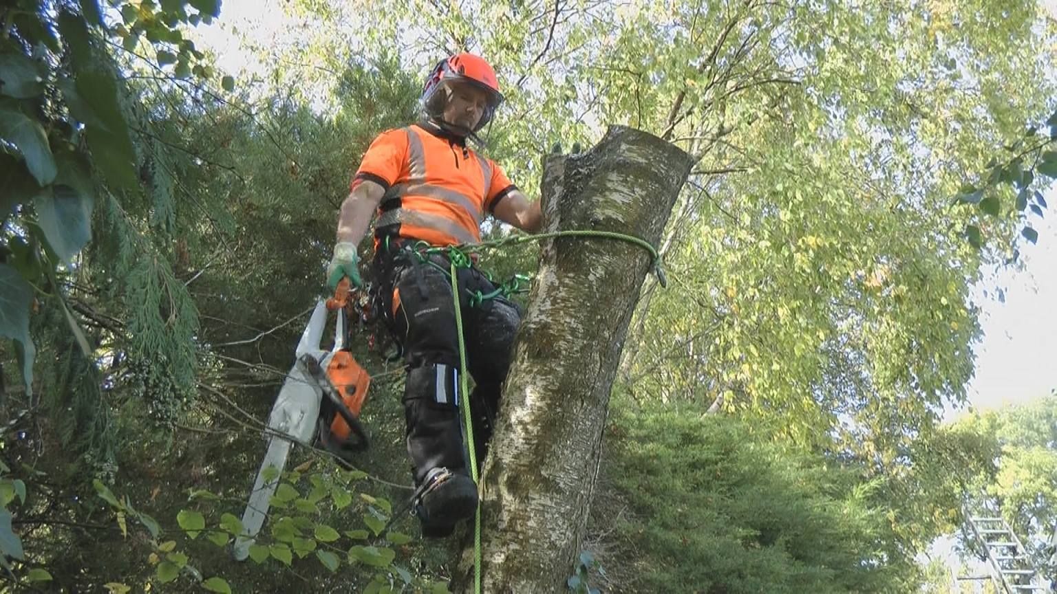 Tree Removal Limerick