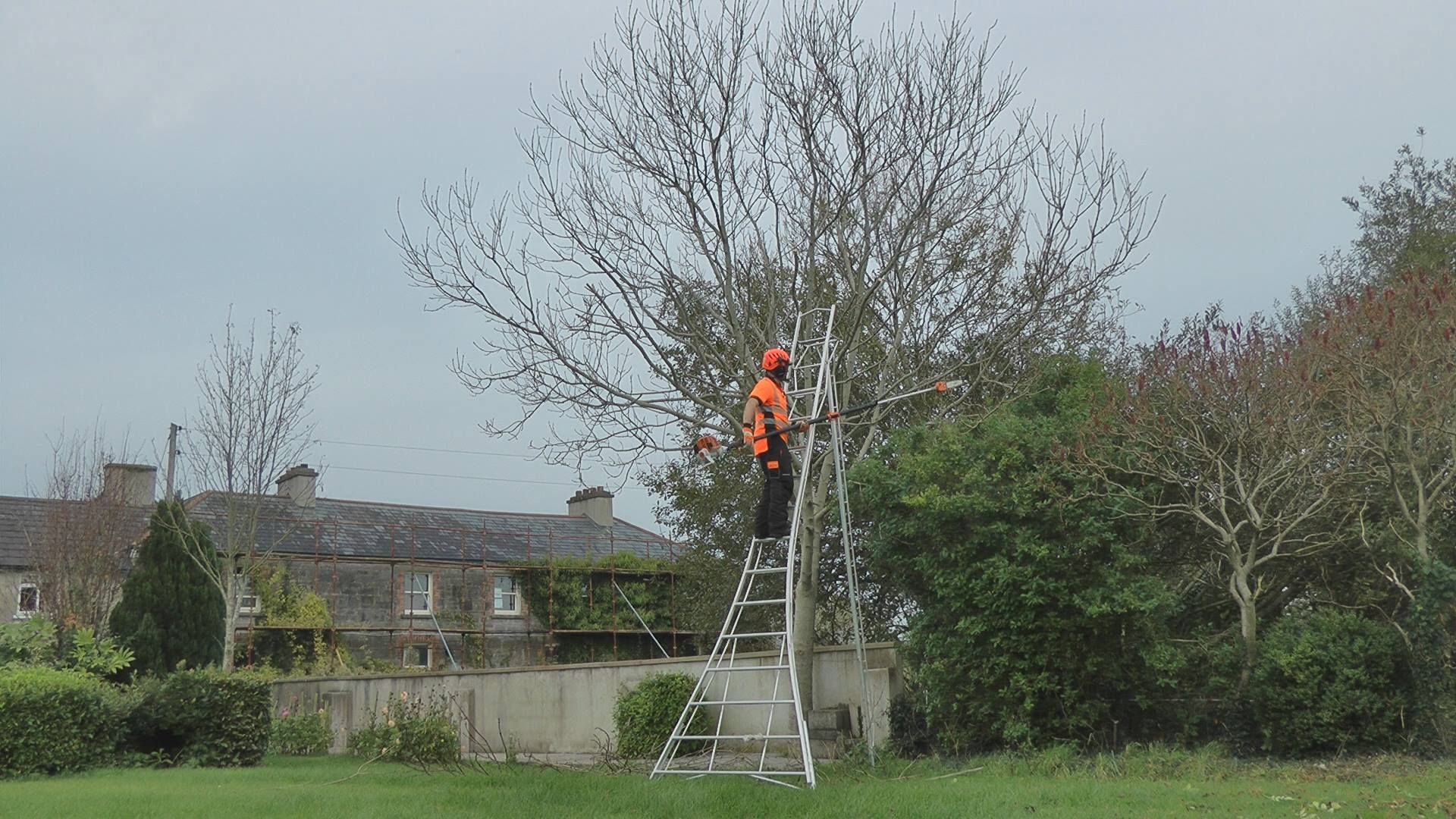Tree pruning Limerick