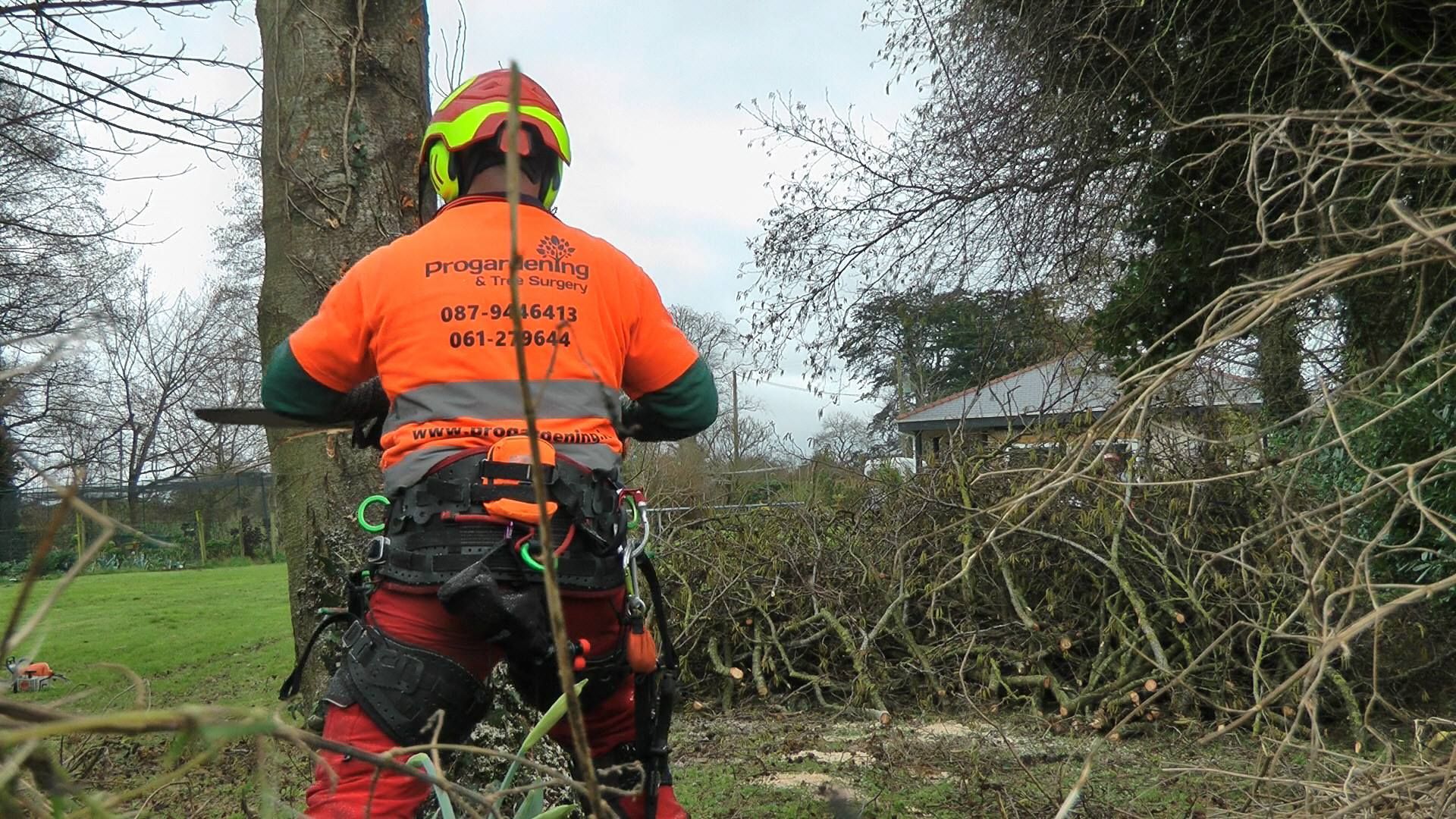 Qualified Arborist Limerick