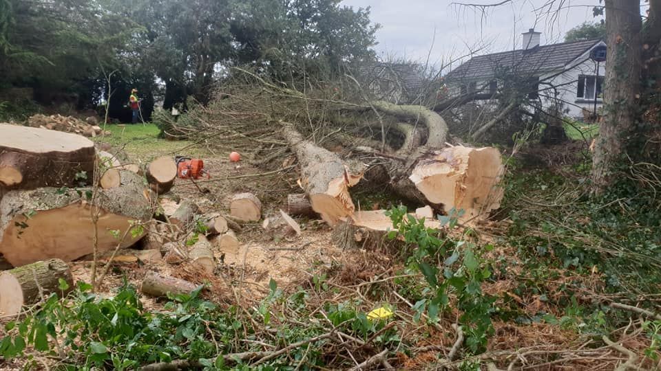 24-hour Storm Emergency Tree Work