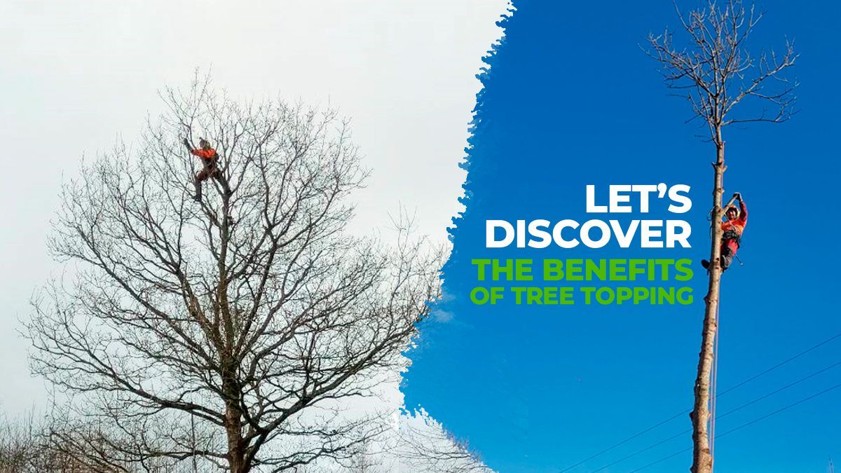 Tree Felling 