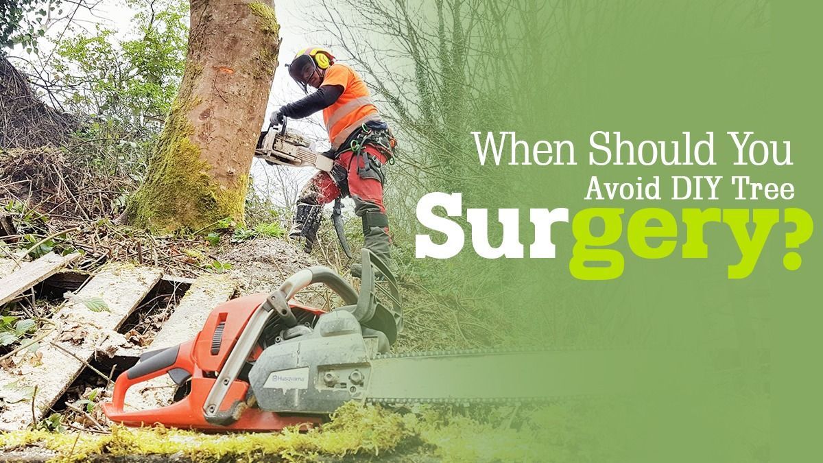 Tree Surgeon Price Limerick