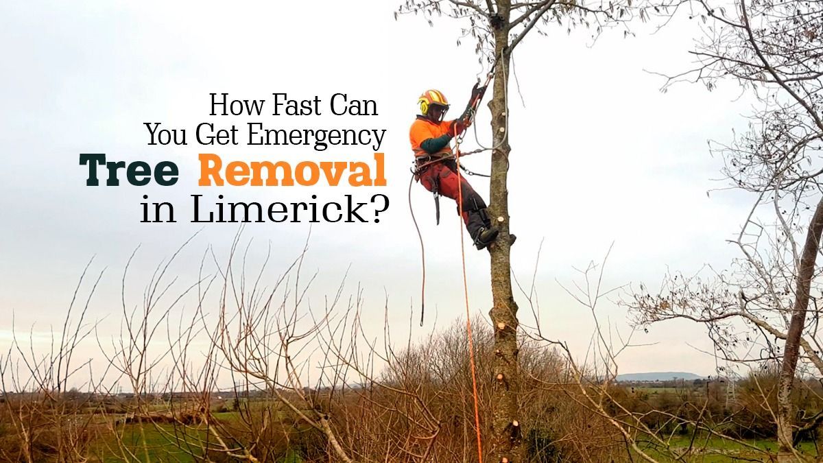 Same Day Emergency Tree Services Limerick