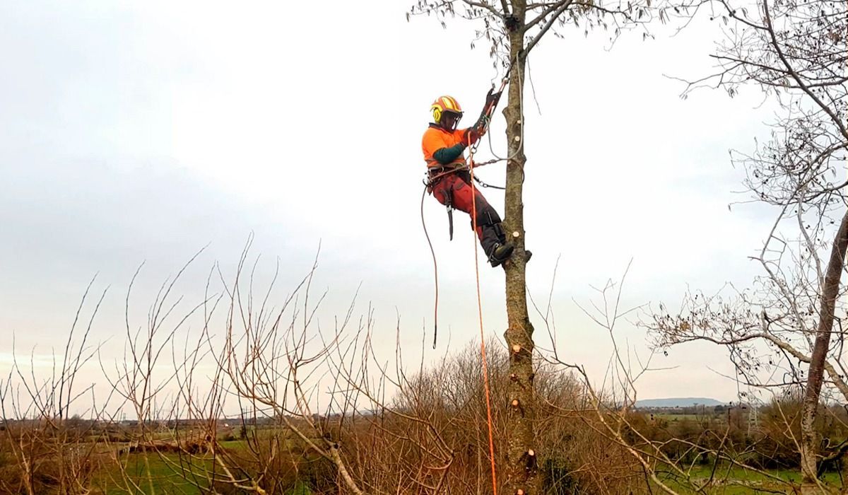 Emergency Tree Removal