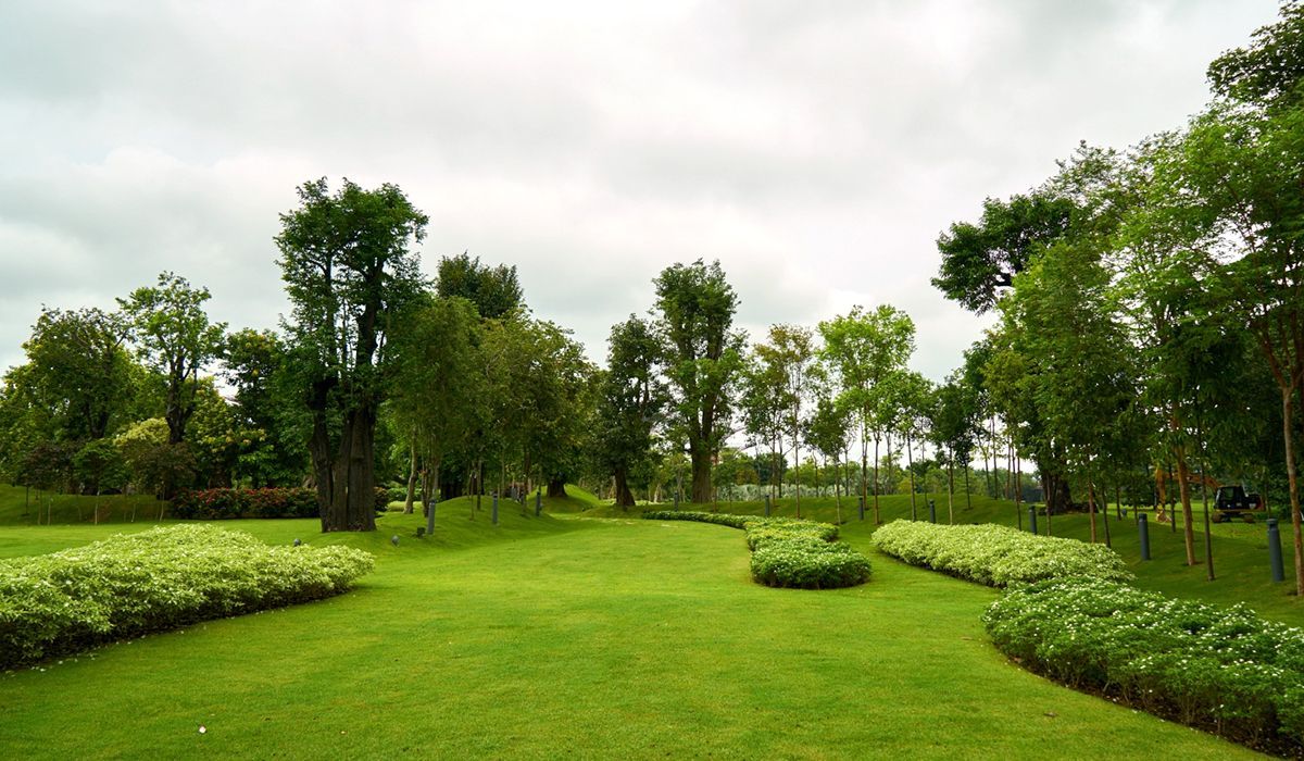 Garden tree maintenance in Limerick