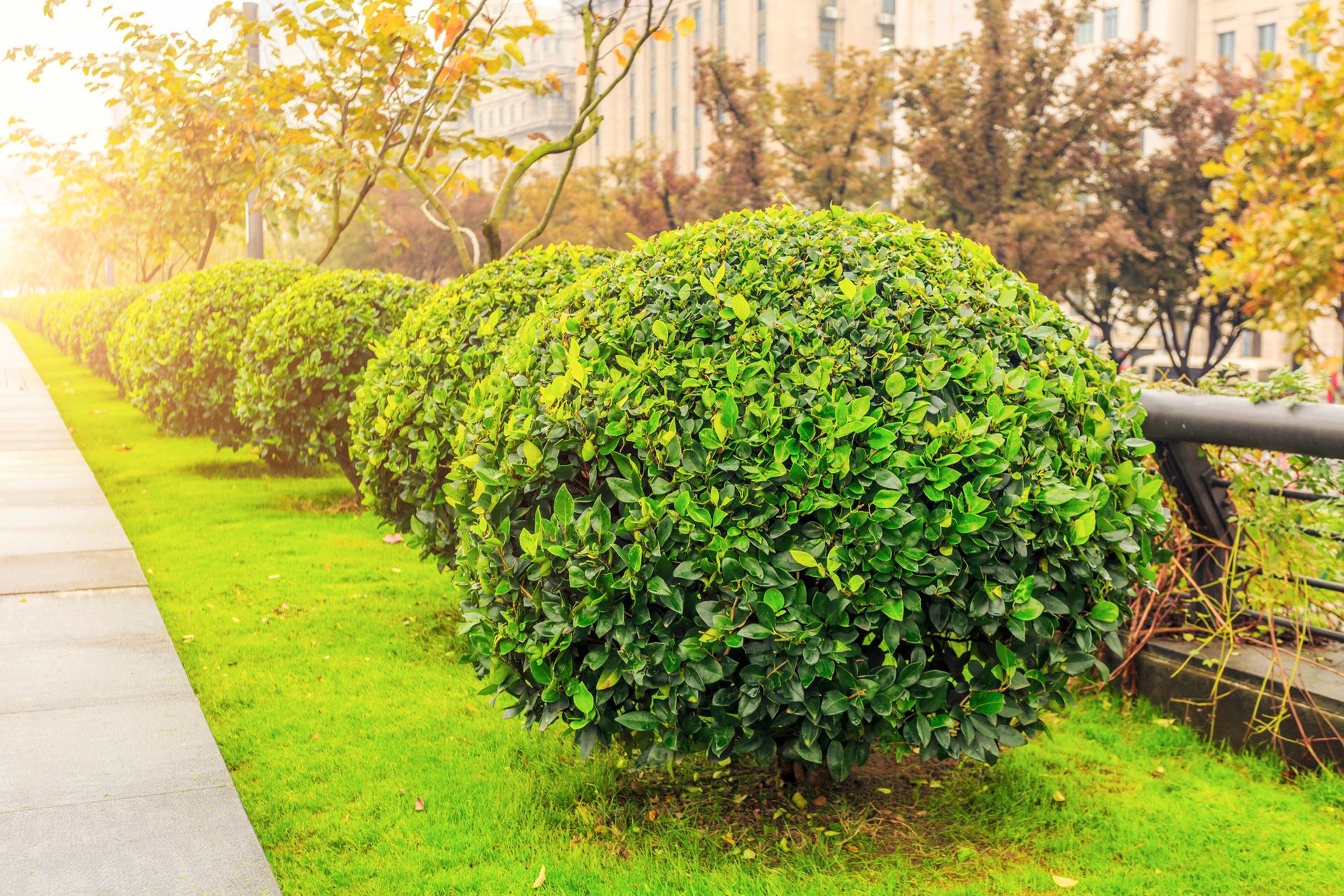 Various Types of Spherical Boxwoods