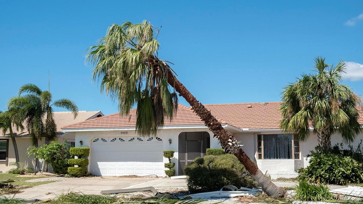 Palm tree removal Limerick