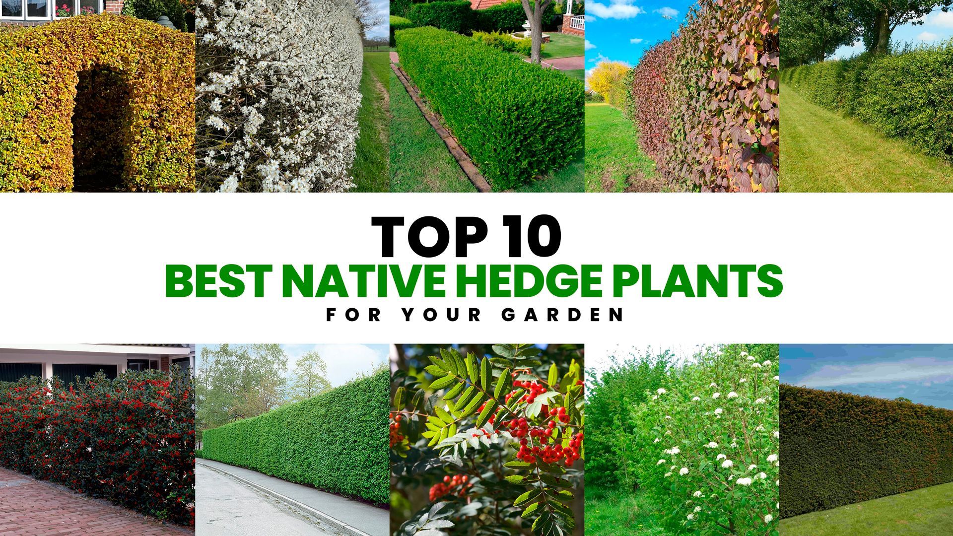 Top 10 best native hedge plants for your garden