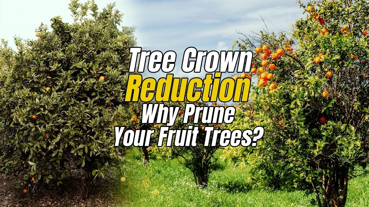 Your Fruit Trees Prune