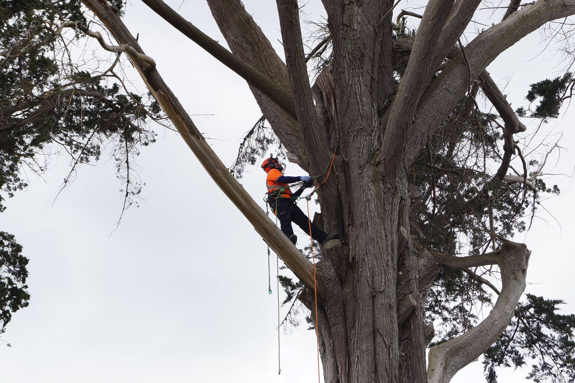 Tree Removal Limerick