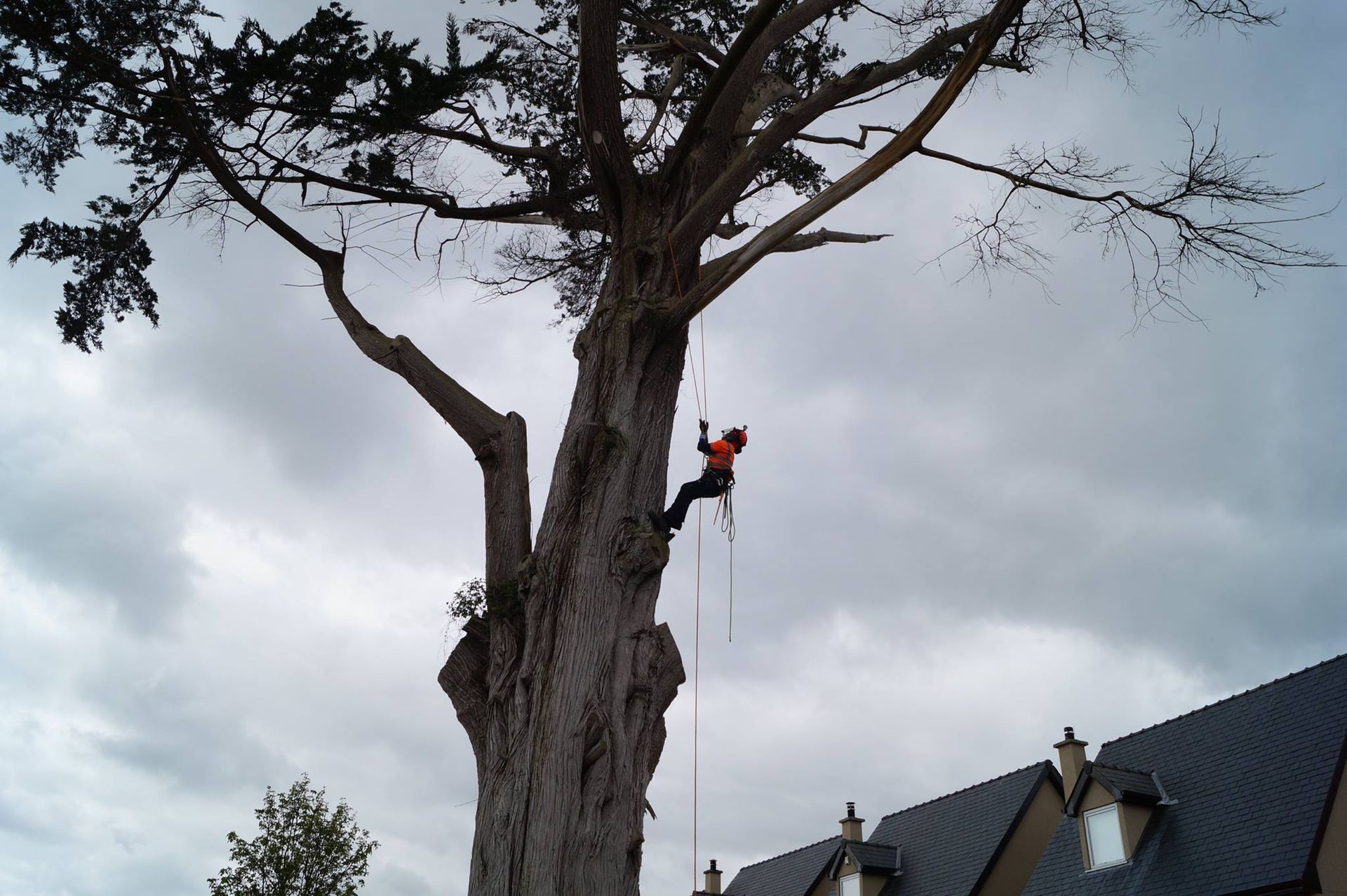 Tree Removal vs. Tree Pruning