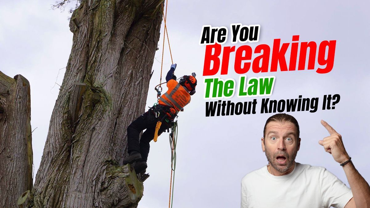 Tree Removal in Ireland