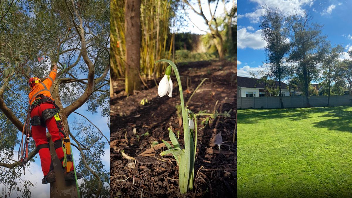 Tree care maintenance Limerick