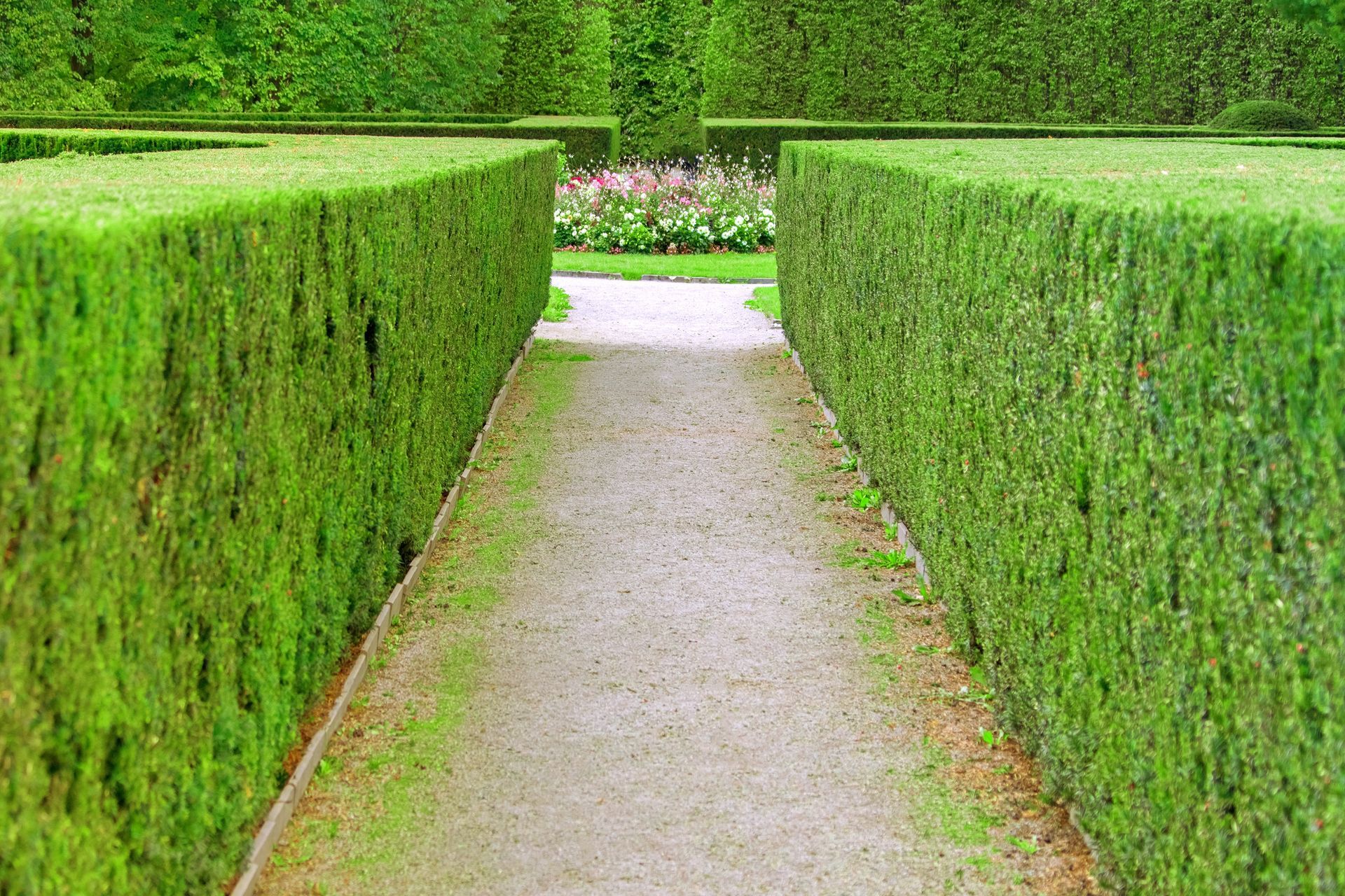 Walkway Borders hedge