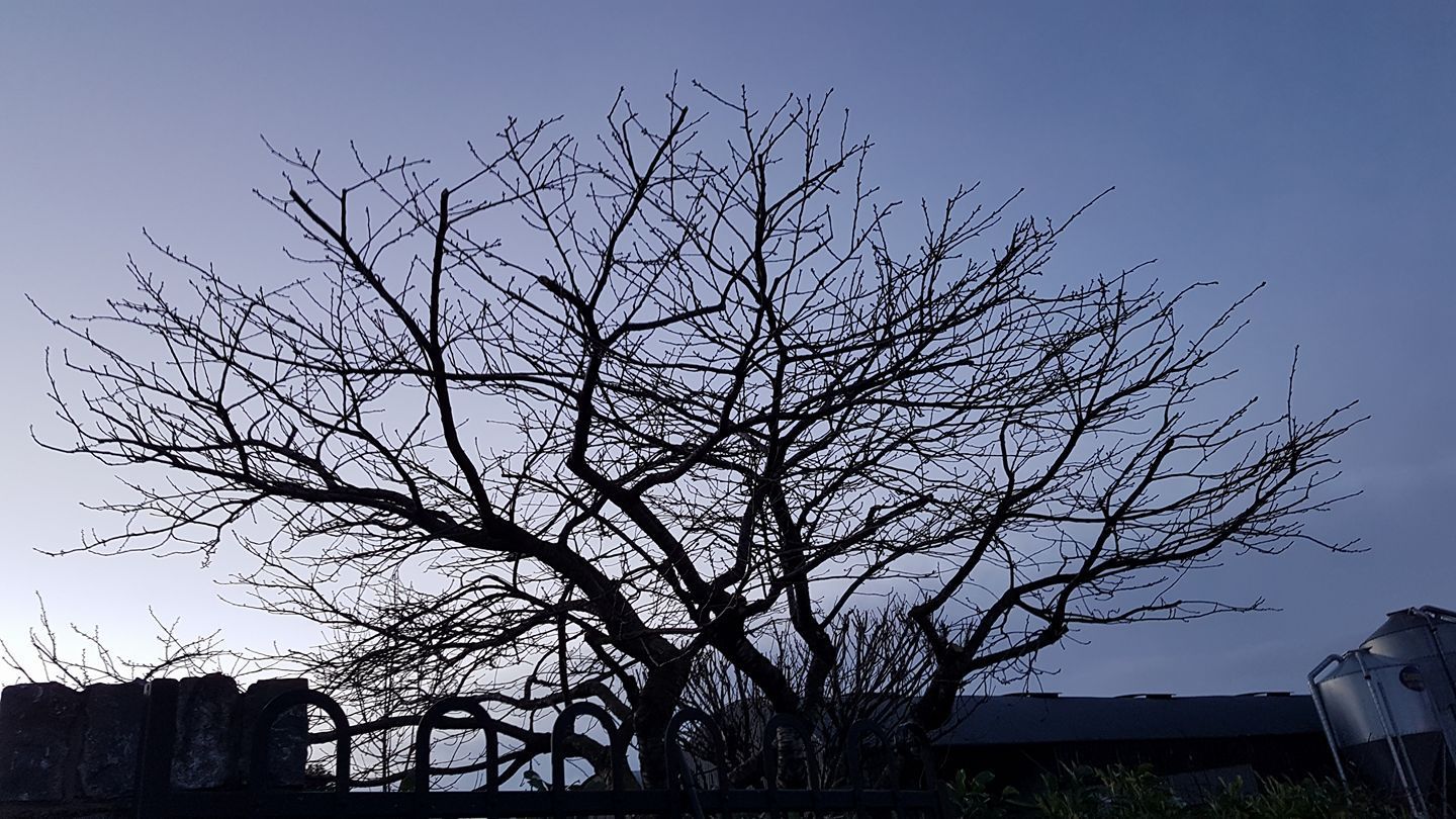 Tree Crown Reduction