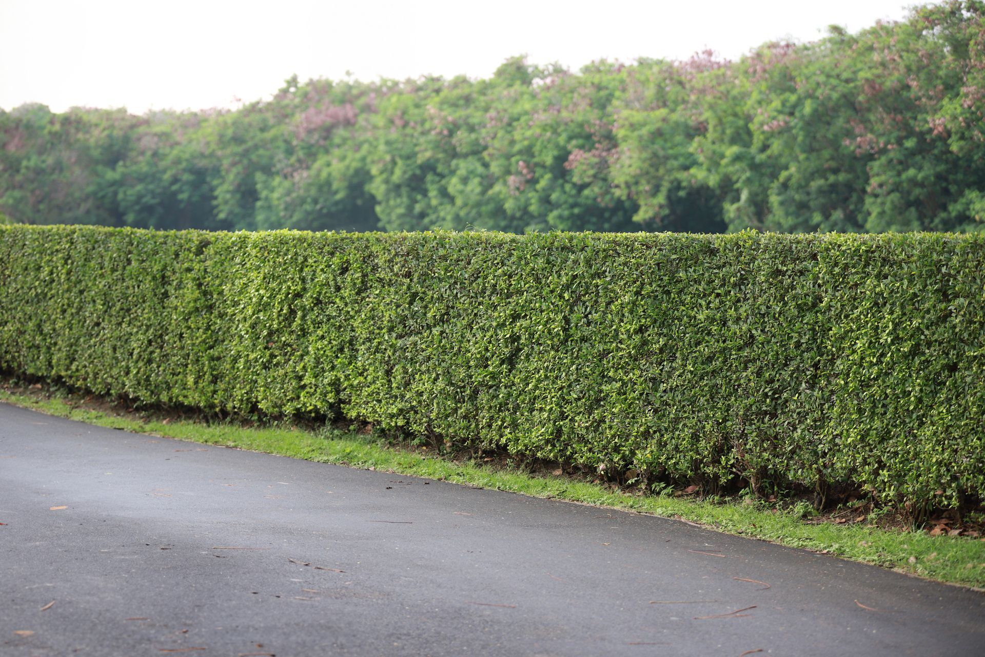 Dense Hedge