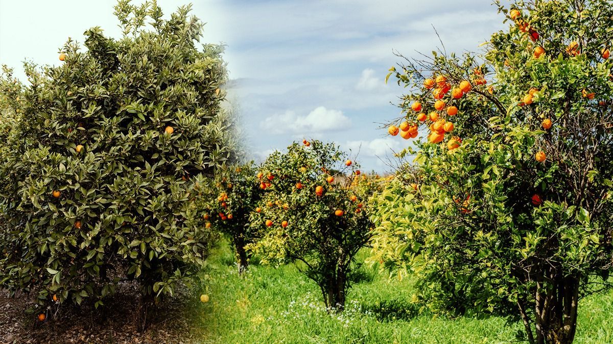 Prune Fruit Trees