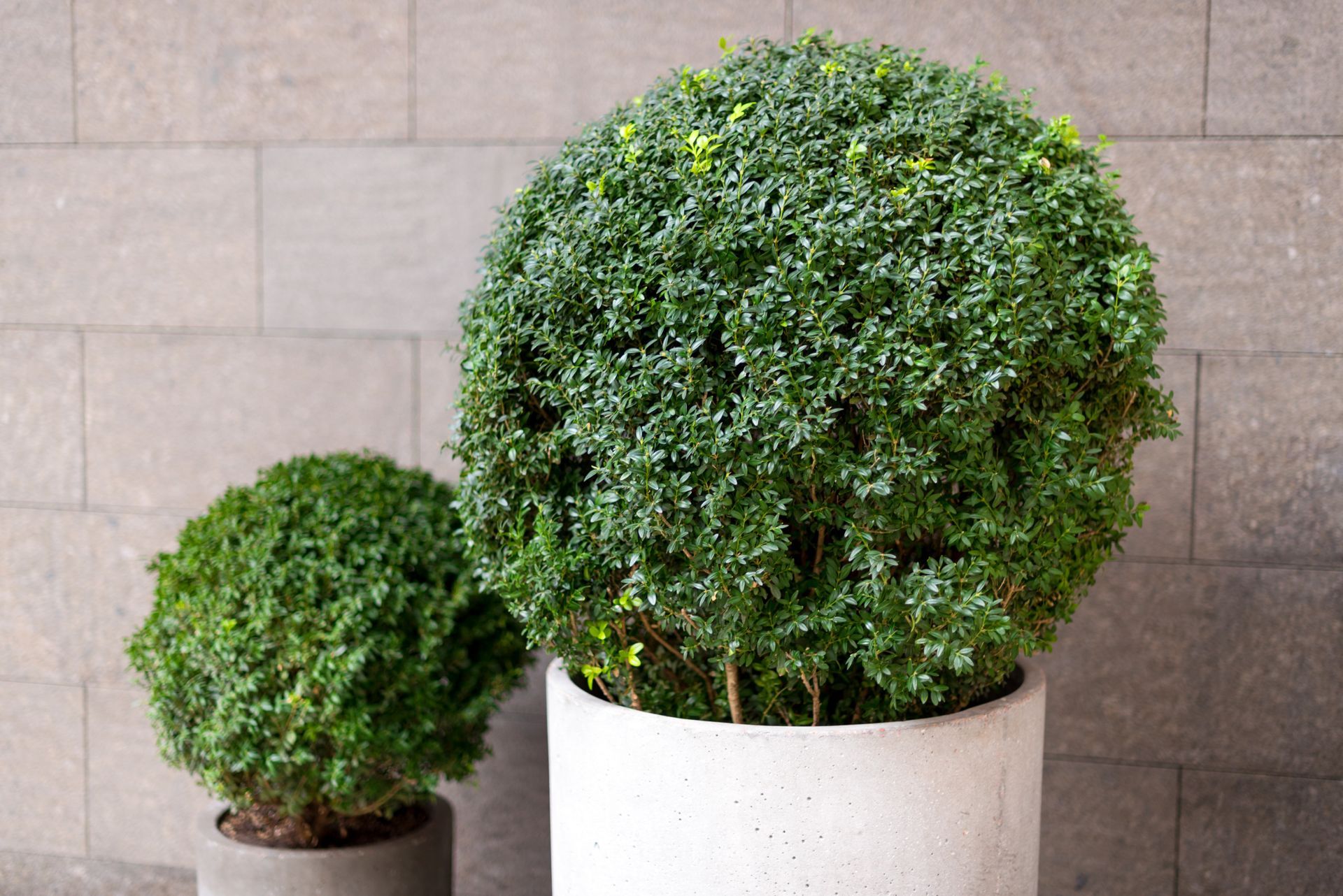 Small Boxwood hedge