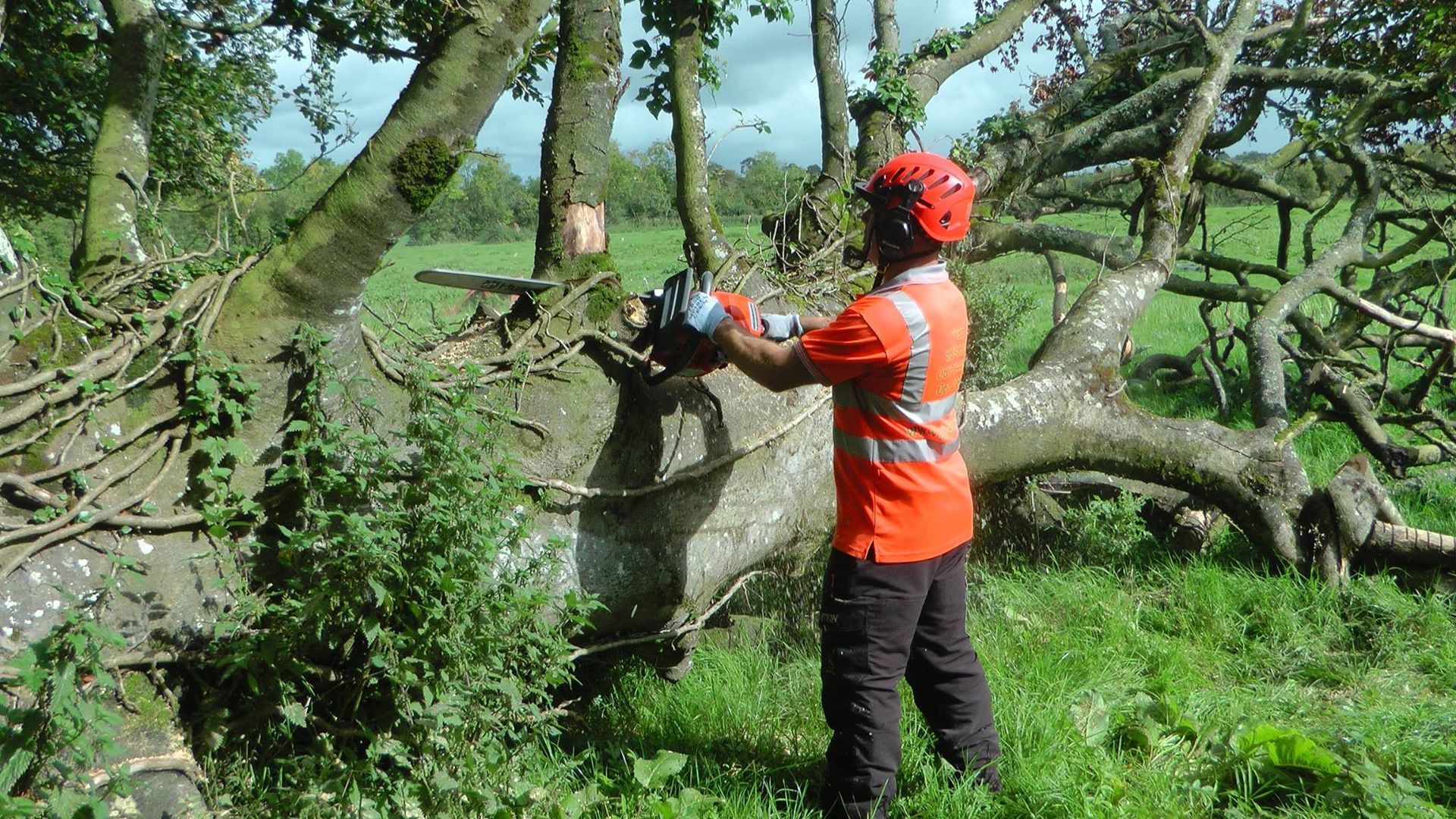 Storm Tree Management