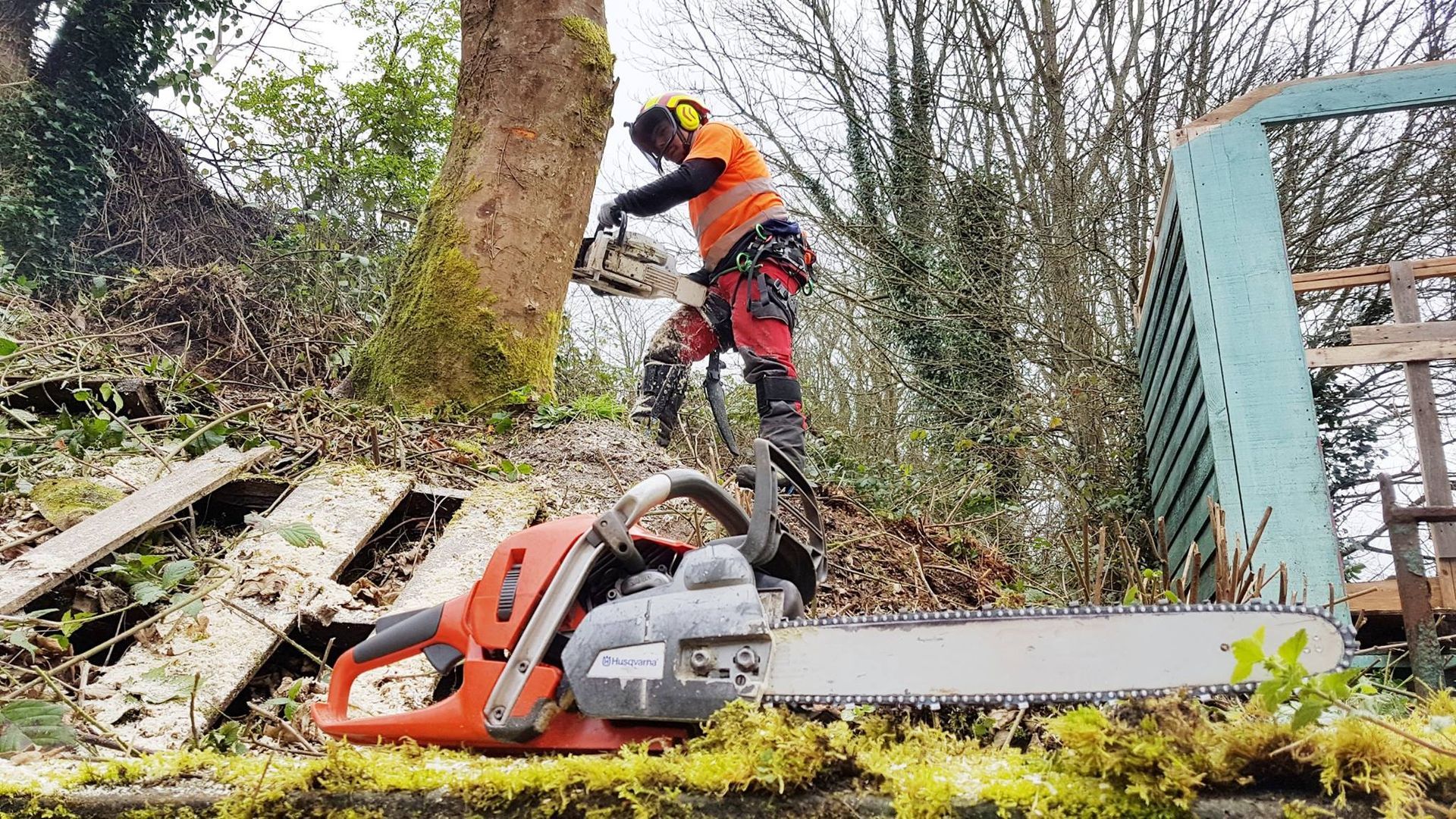 Tree Removal Limerick