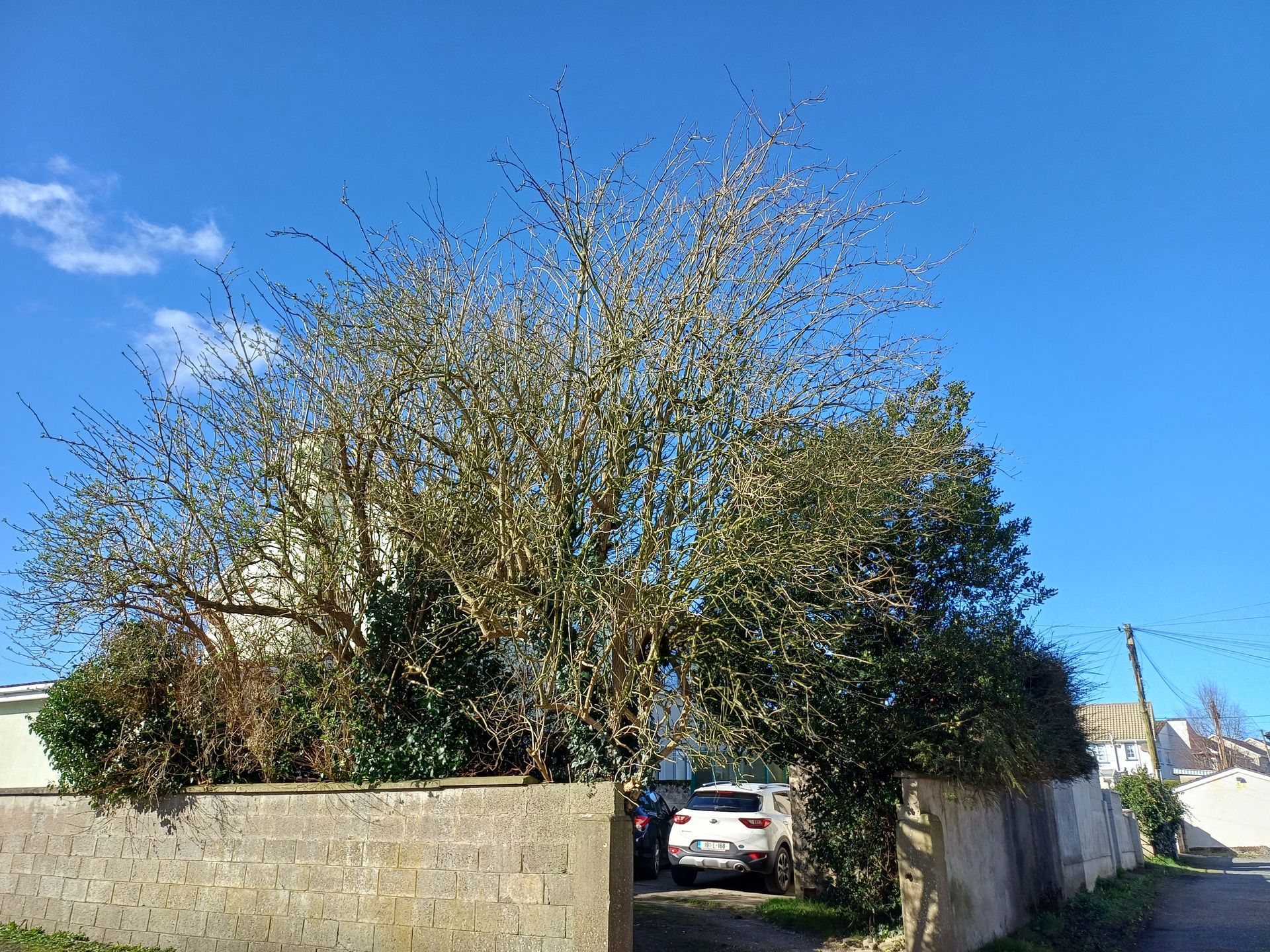 Tree Trimming Limerick