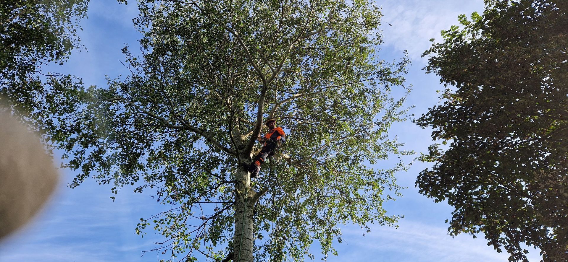 Tree Topping 