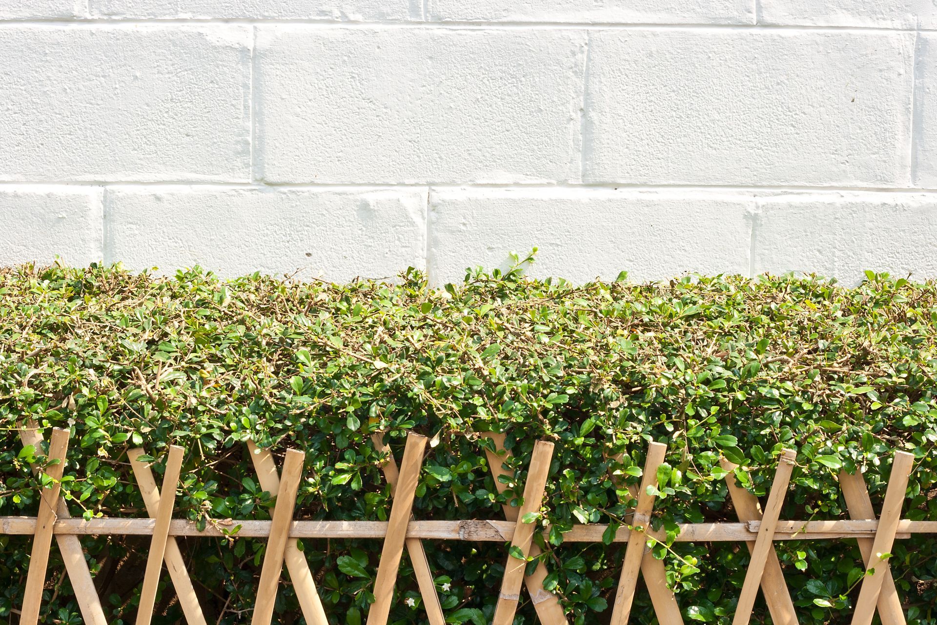 Picket Fence hedge