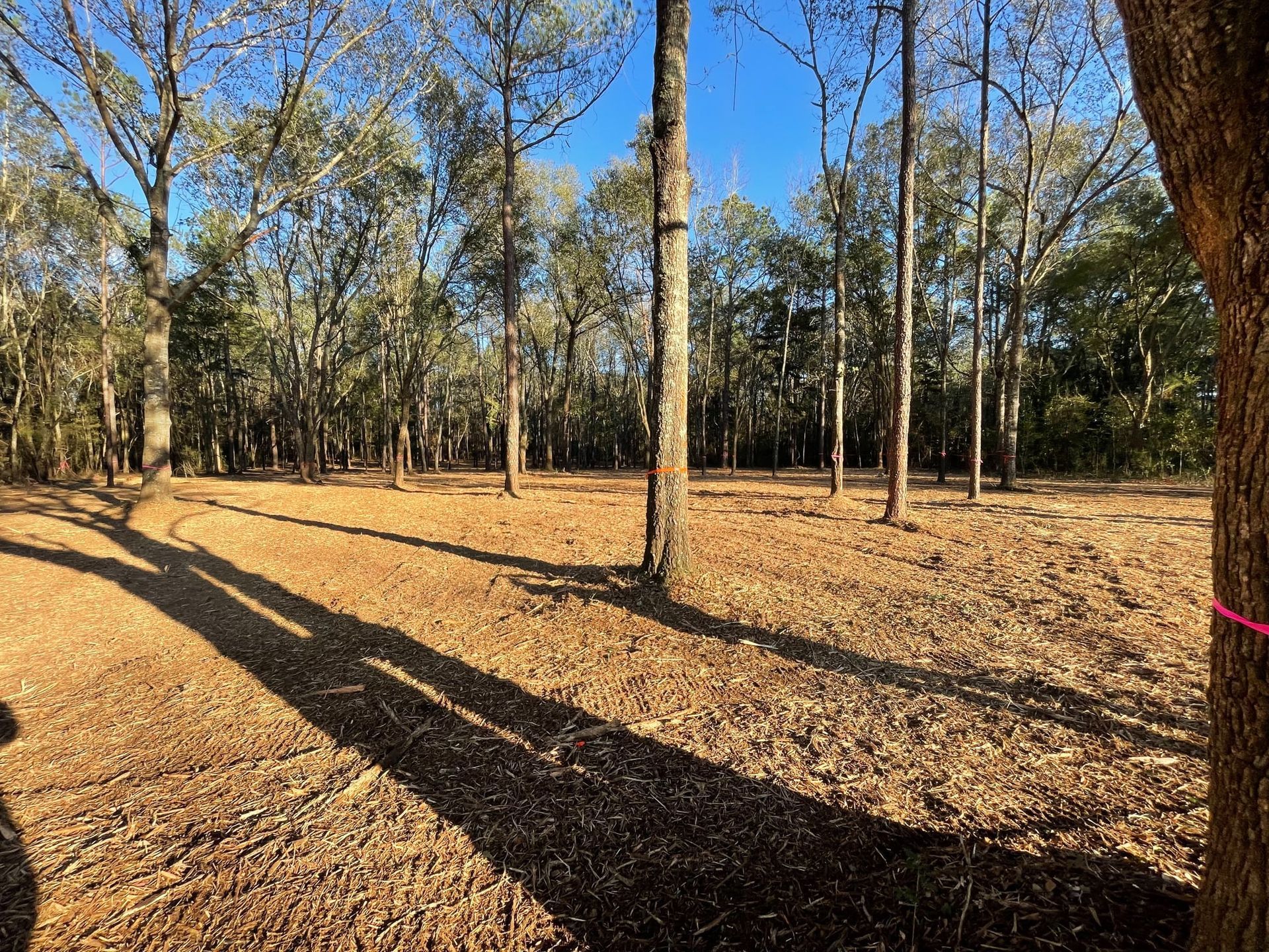 Wooded clearing with tall leafless trees, long shadows, and a carpet of dry leaves under a blue sky