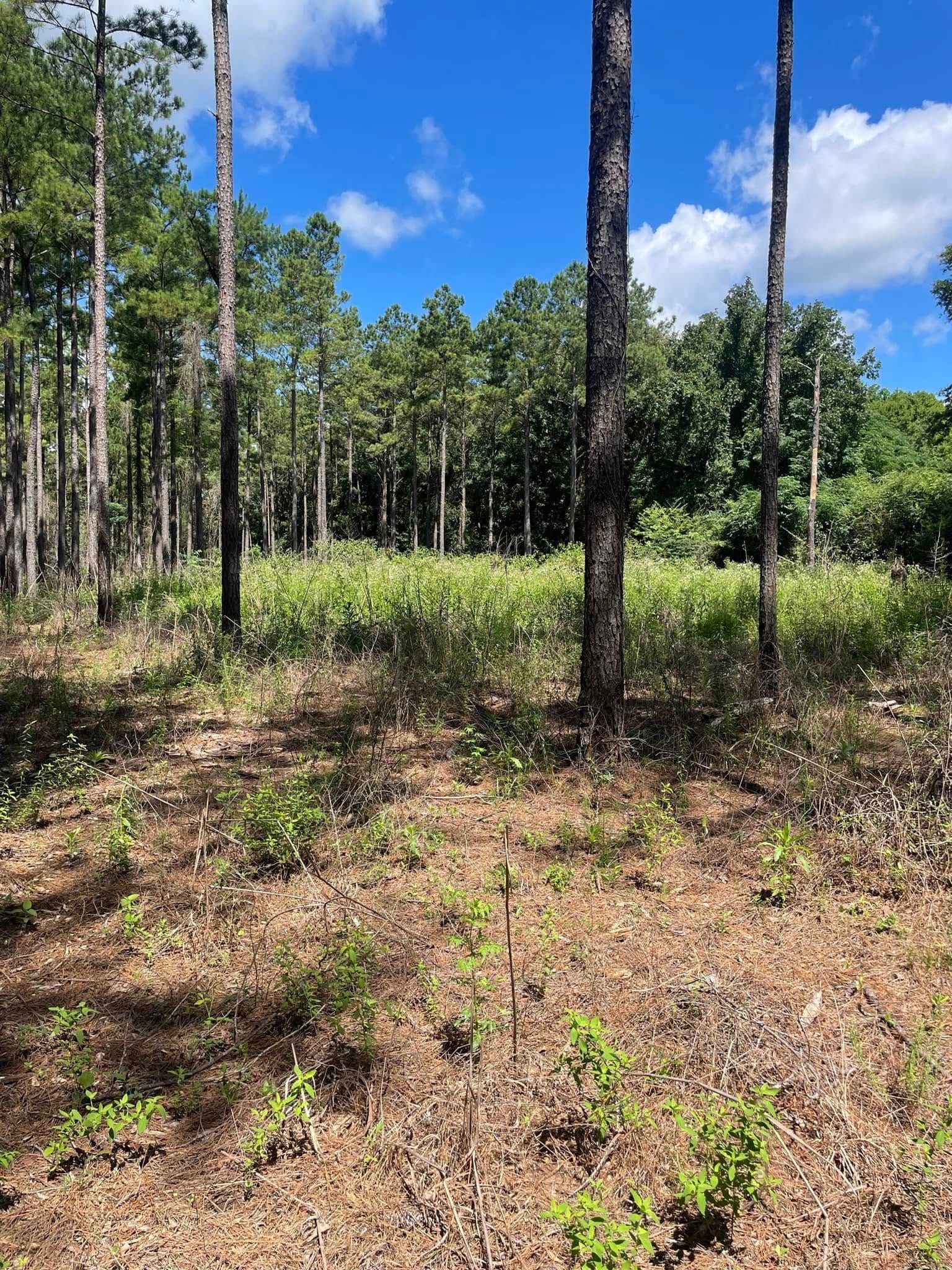 Sunny forest clearing with tall pine trees, sparse grass, and a bright blue sky
