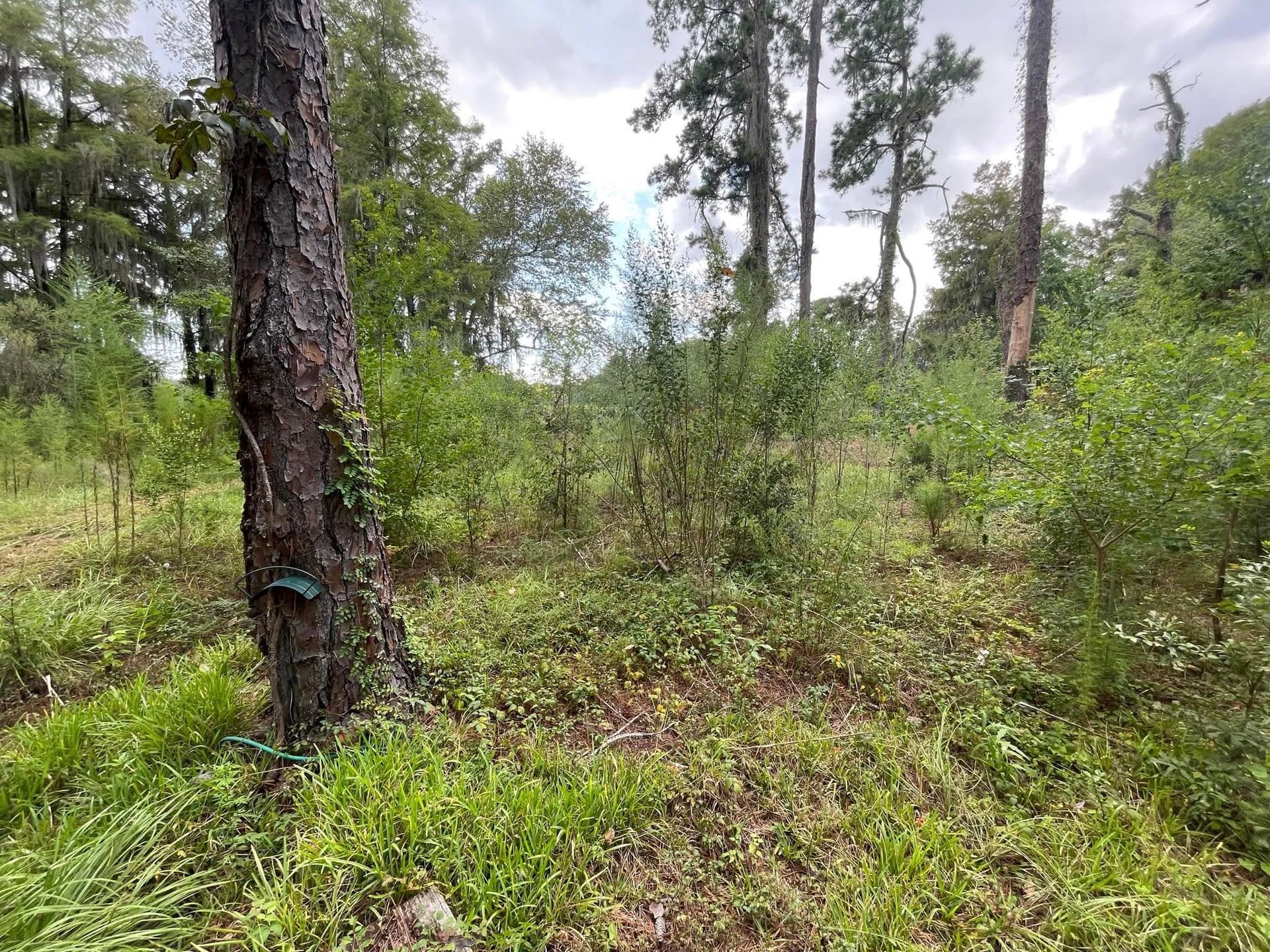 Dense forest clearing with tall trees, green undergrowth, and a narrow dirt path through the woods
