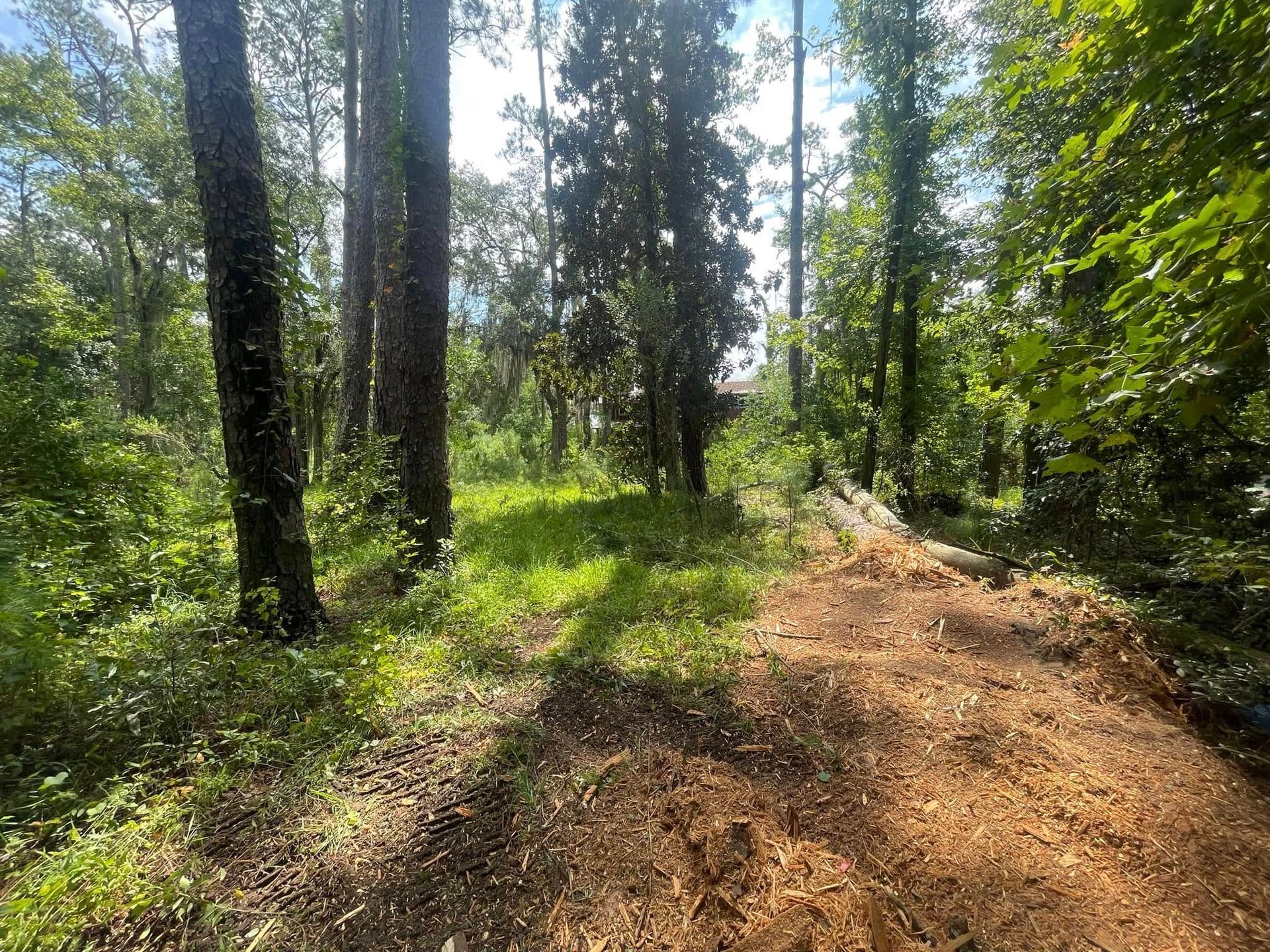Sunlit forest trail beside a dirt path, with tall trees and green undergrowth.