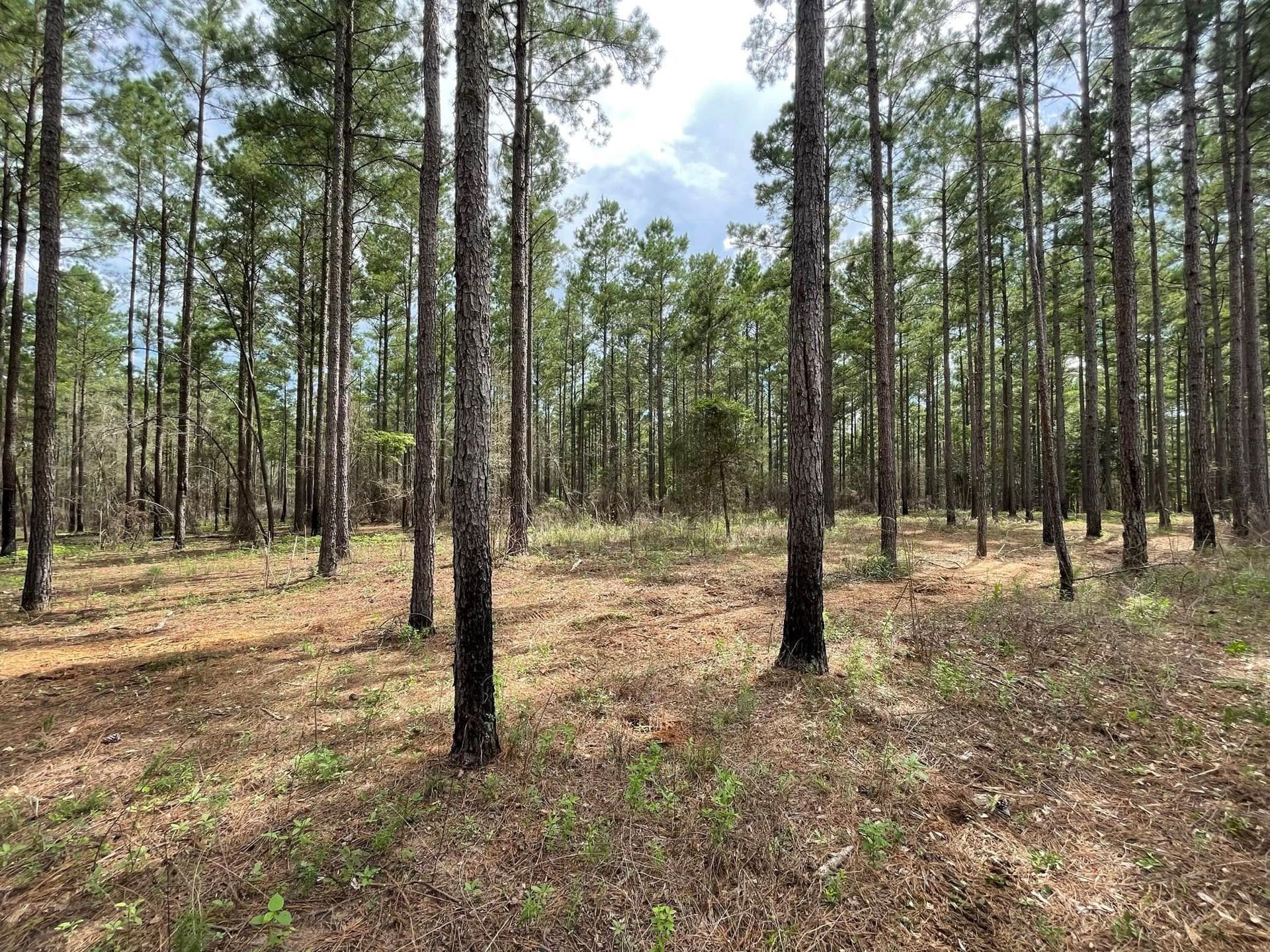 Sparse pine forest with tall trees and a dry, grassy ground under a cloudy sky