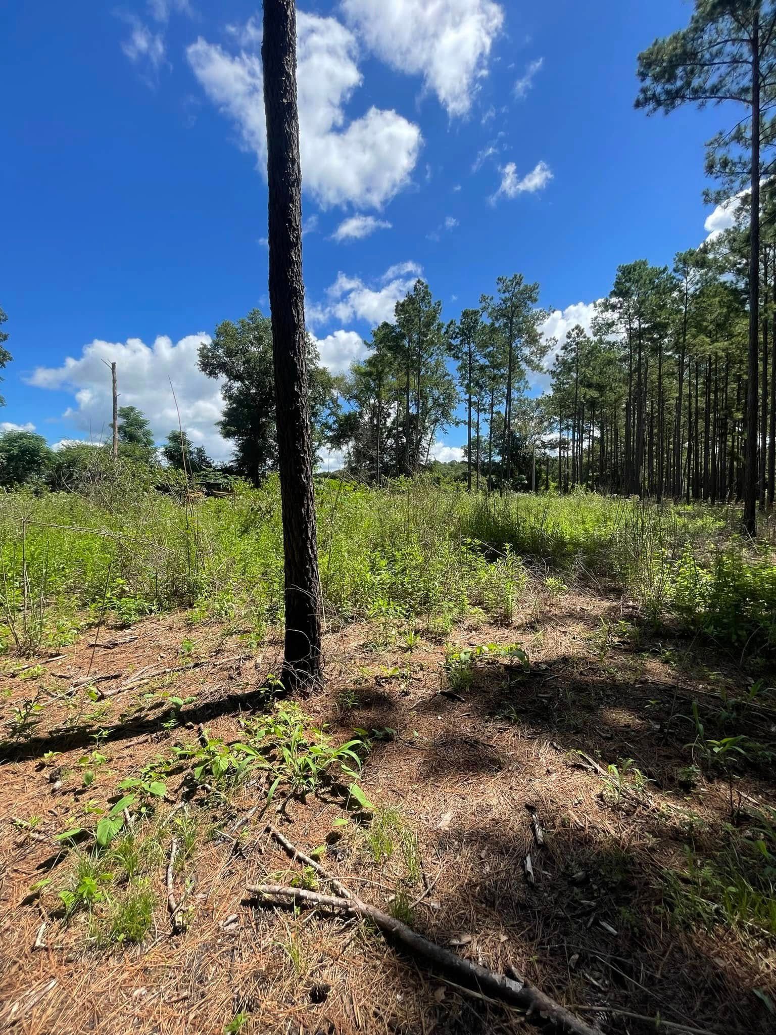Sunny forest clearing with scattered trees, green brush, and a bright blue sky with clouds