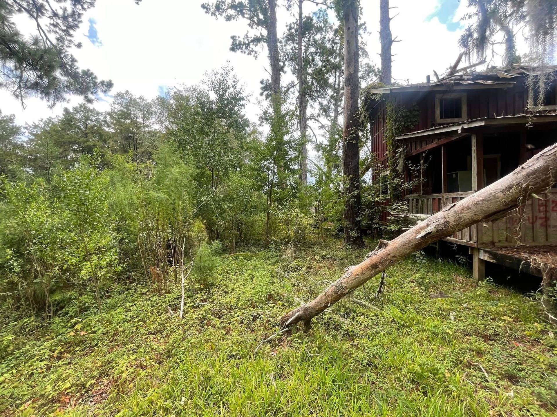 Overgrown yard beside a weathered house with a fallen tree trunk leaning across the scene