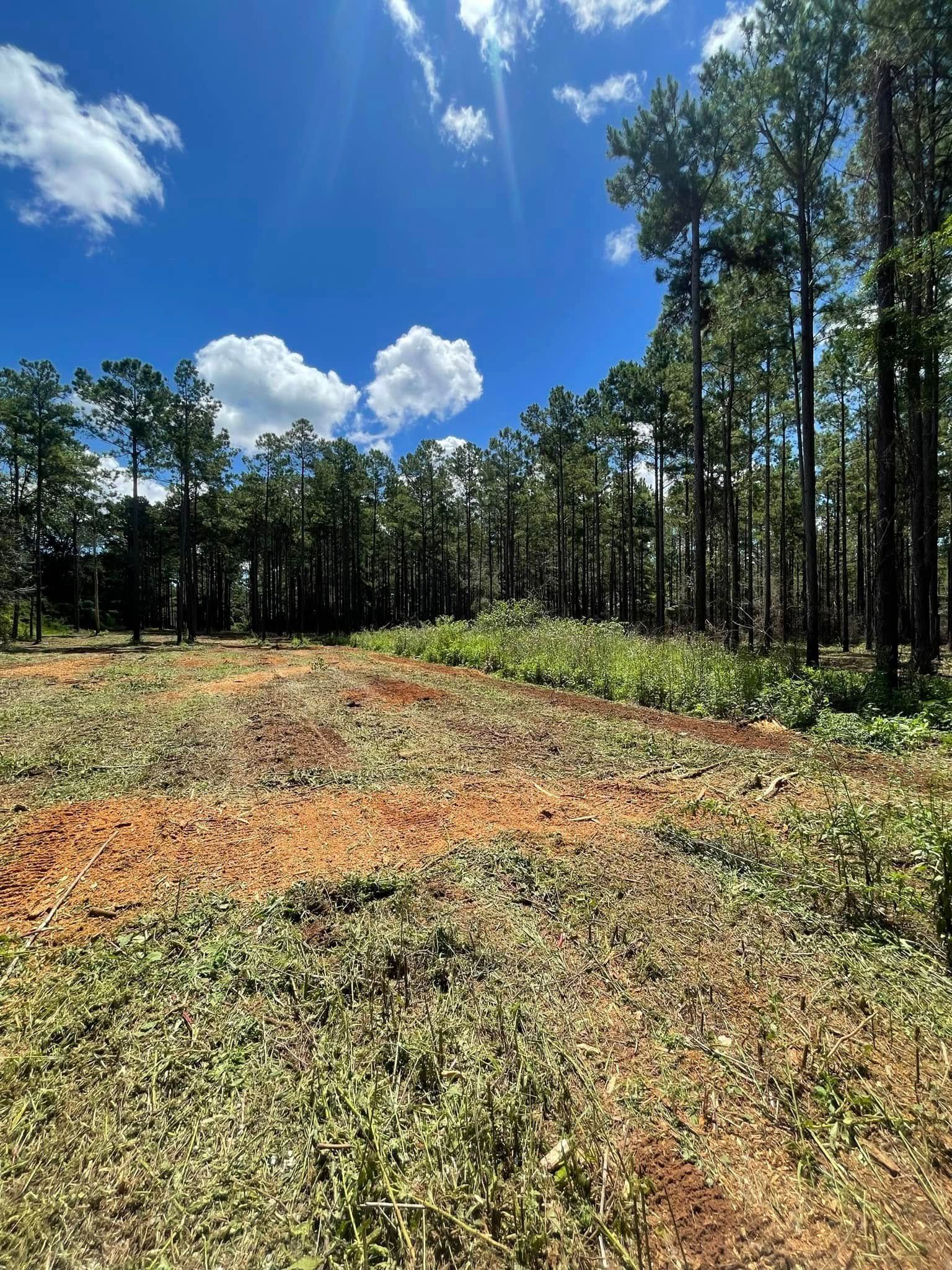 Cleared woodland lot with pine trees under a bright blue sky with clouds