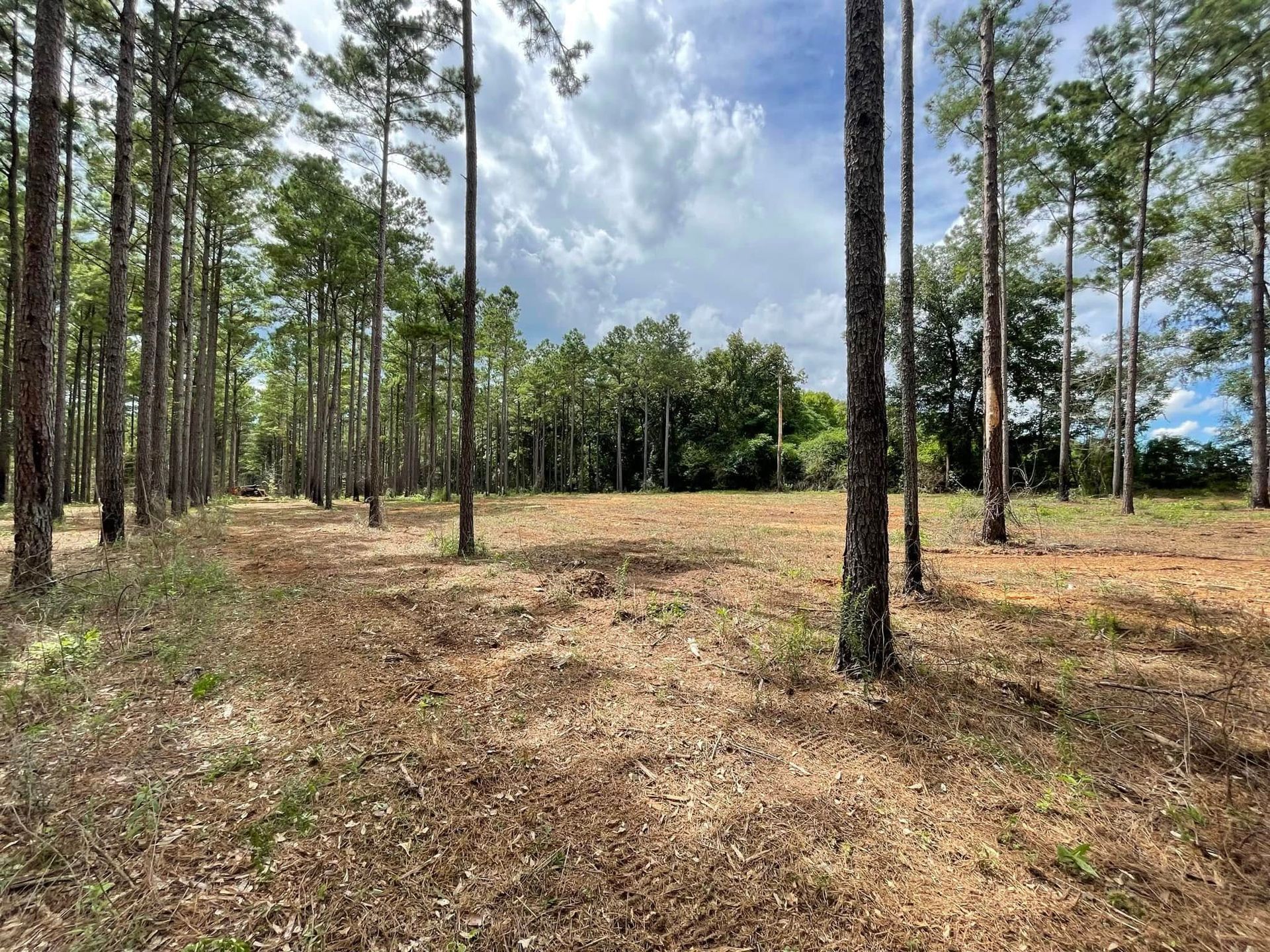 Cleared pine forest with tall trees and a dirt path under a cloudy sky