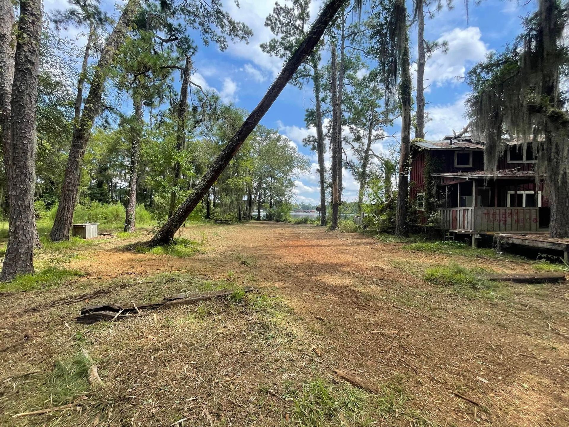 Wooded lot with tall pine trees, a dirt clearing, and a small house on the right under a blue sky.