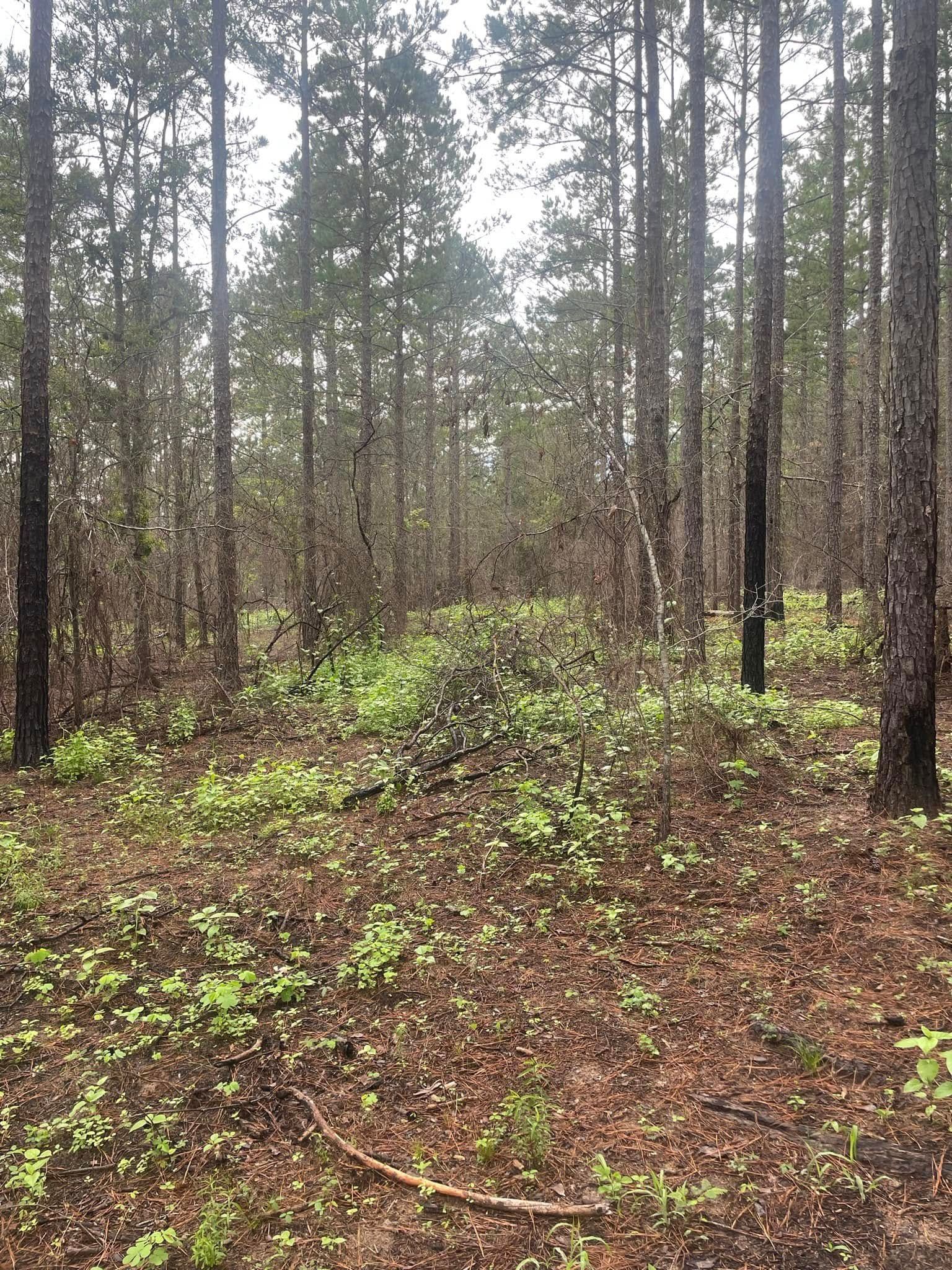 Dense pine forest with wet ground and green undergrowth after rain