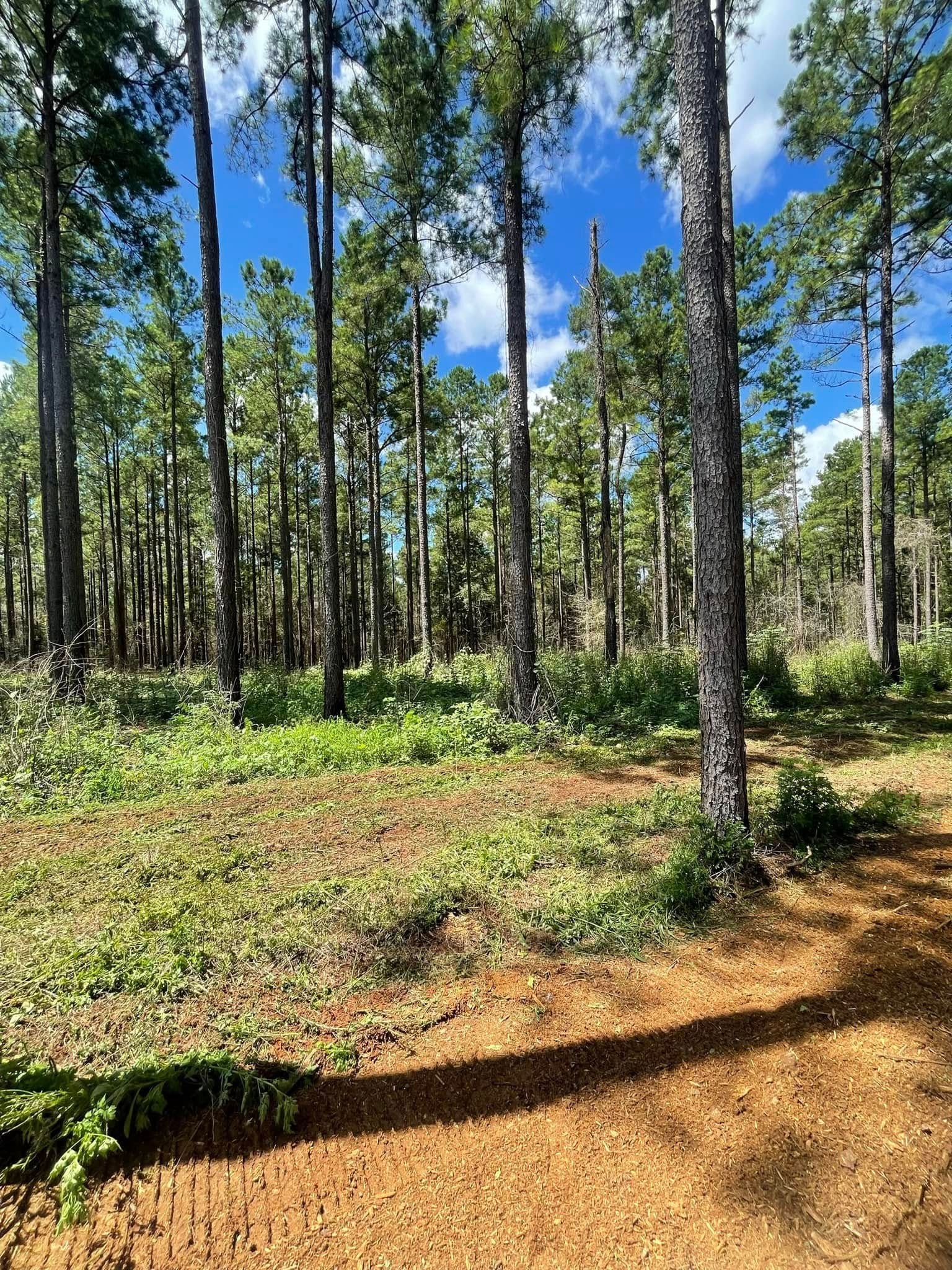 Sunny forest path with tall pine trees, green undergrowth, and a blue sky with scattered clouds