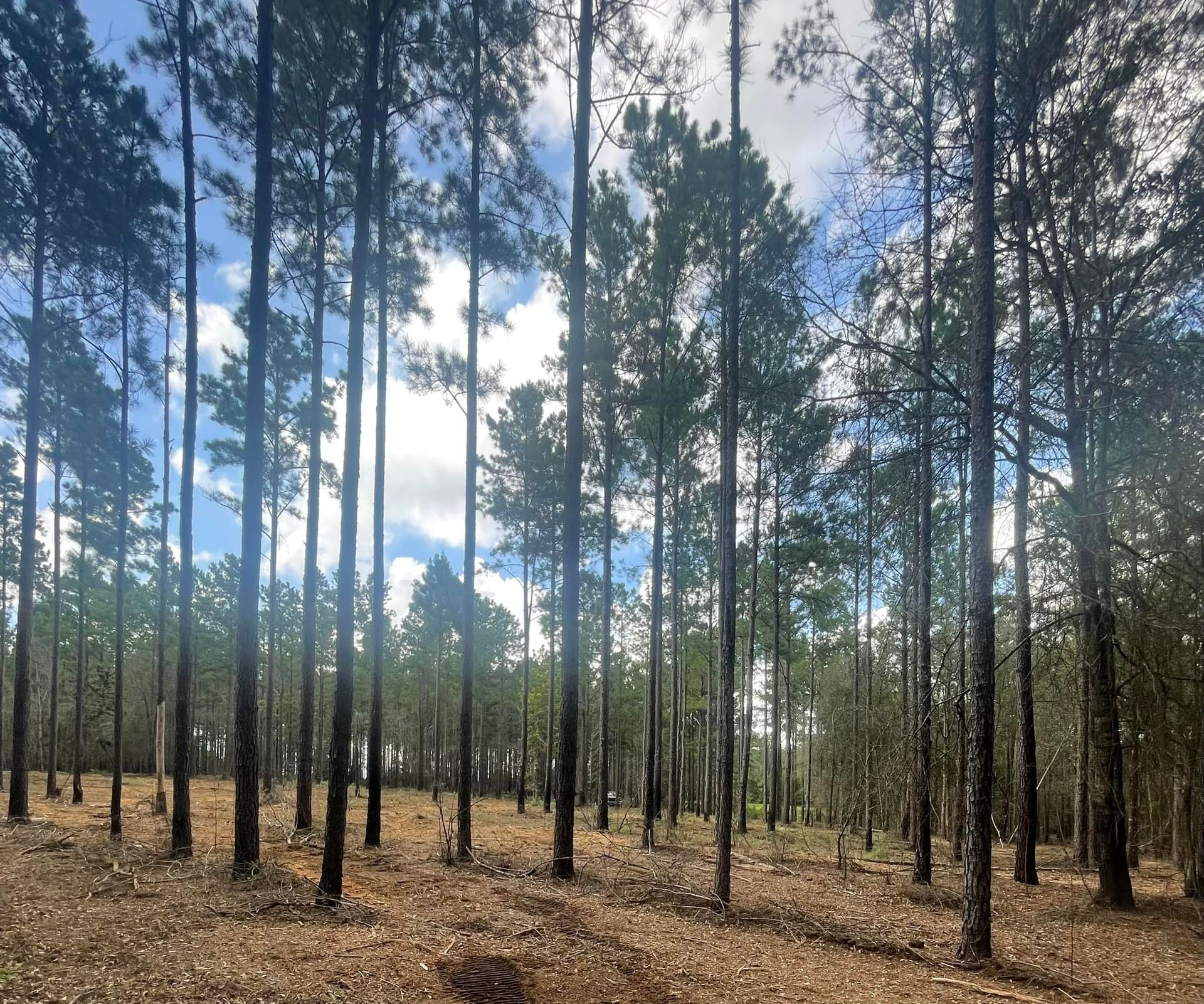 Tall pine forest with sunlight filtering through trees and a leaf-covered ground under a partly cloudy sky