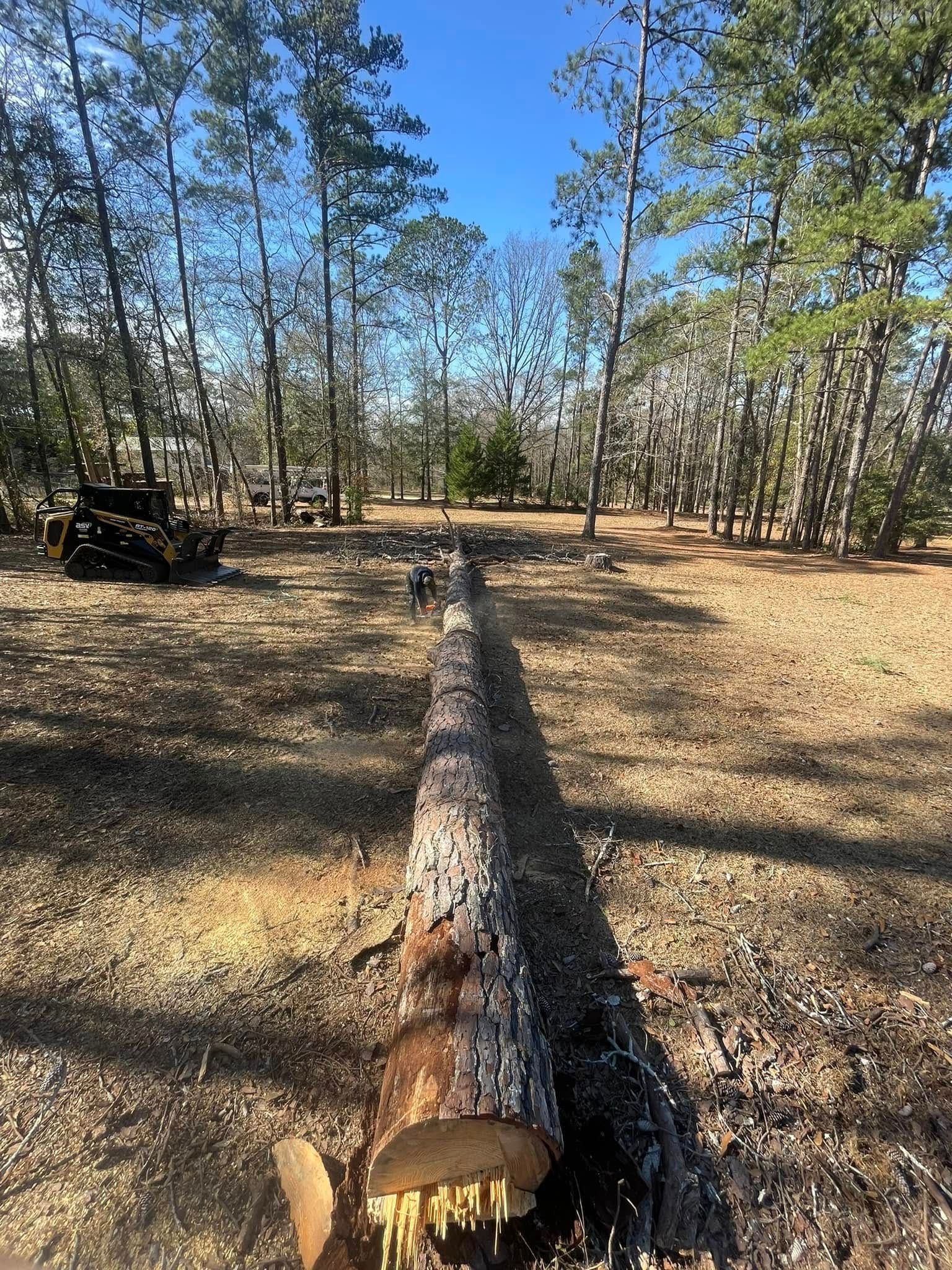 Felled tree trunk stretches through a pine forest clearing under a bright blue sky.