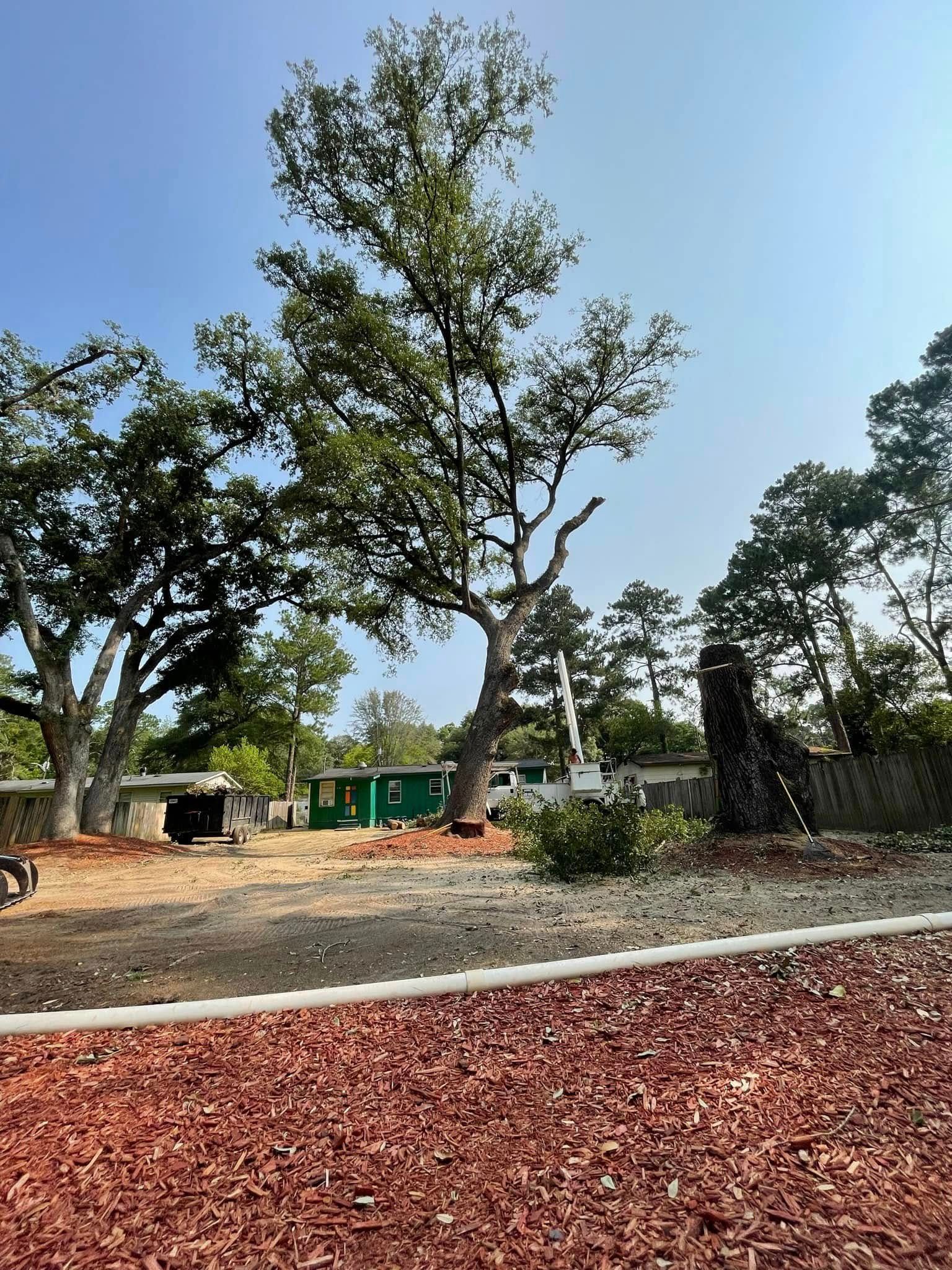 Park with large trees, red gravel path, and blue sky on a sunny day