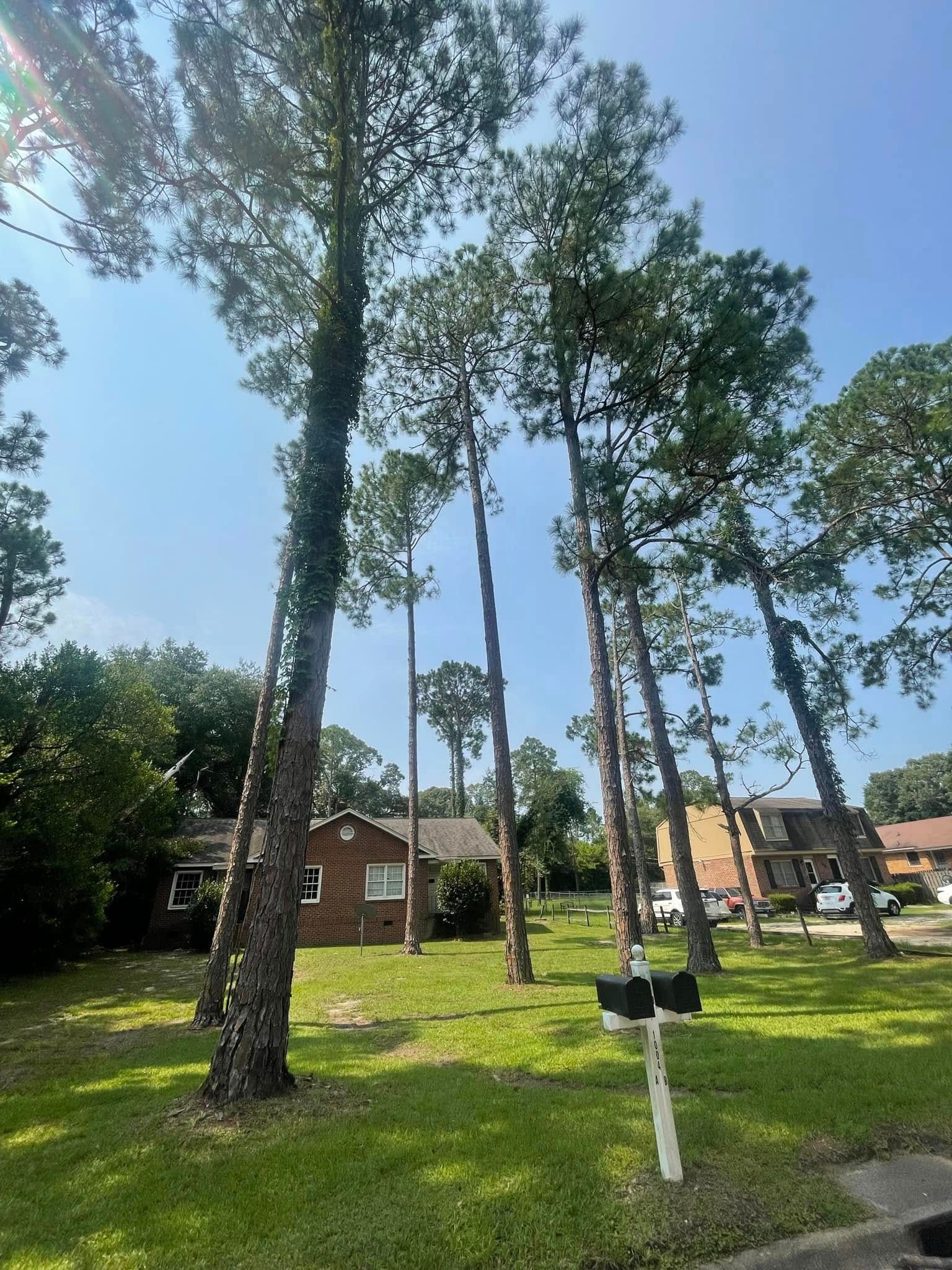 Park with tall trees, grassy lawn, and brick houses in the background under a bright sky.