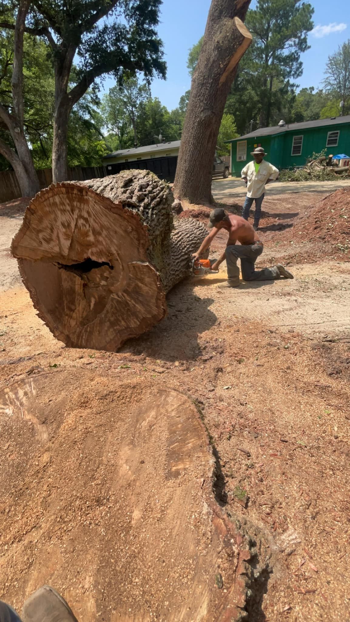 Large cut tree trunk with workers in a woodlot under bright sunlight