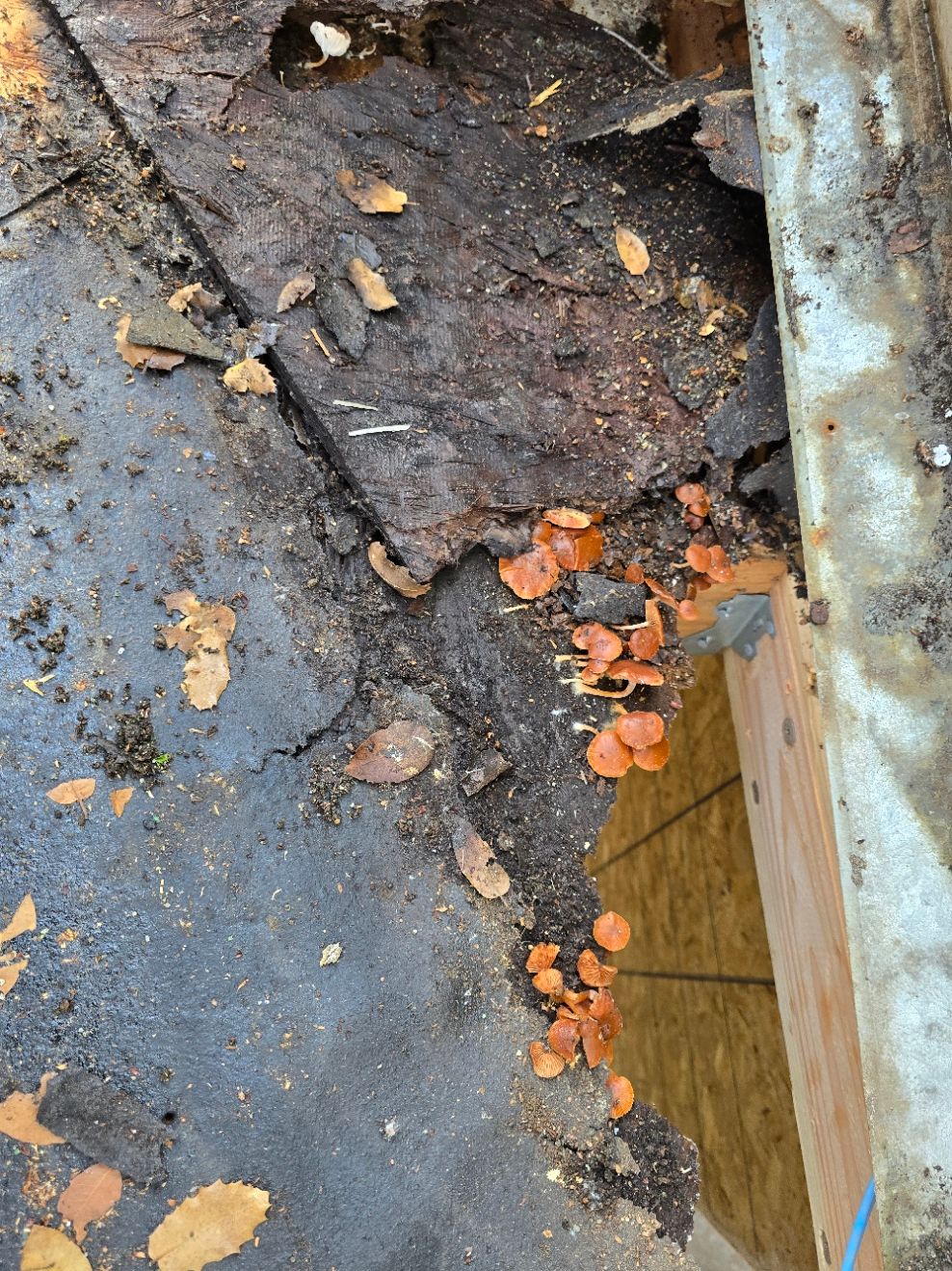 Damaged roof edge with rotted wood, dark debris, and small orange fragments around a gap